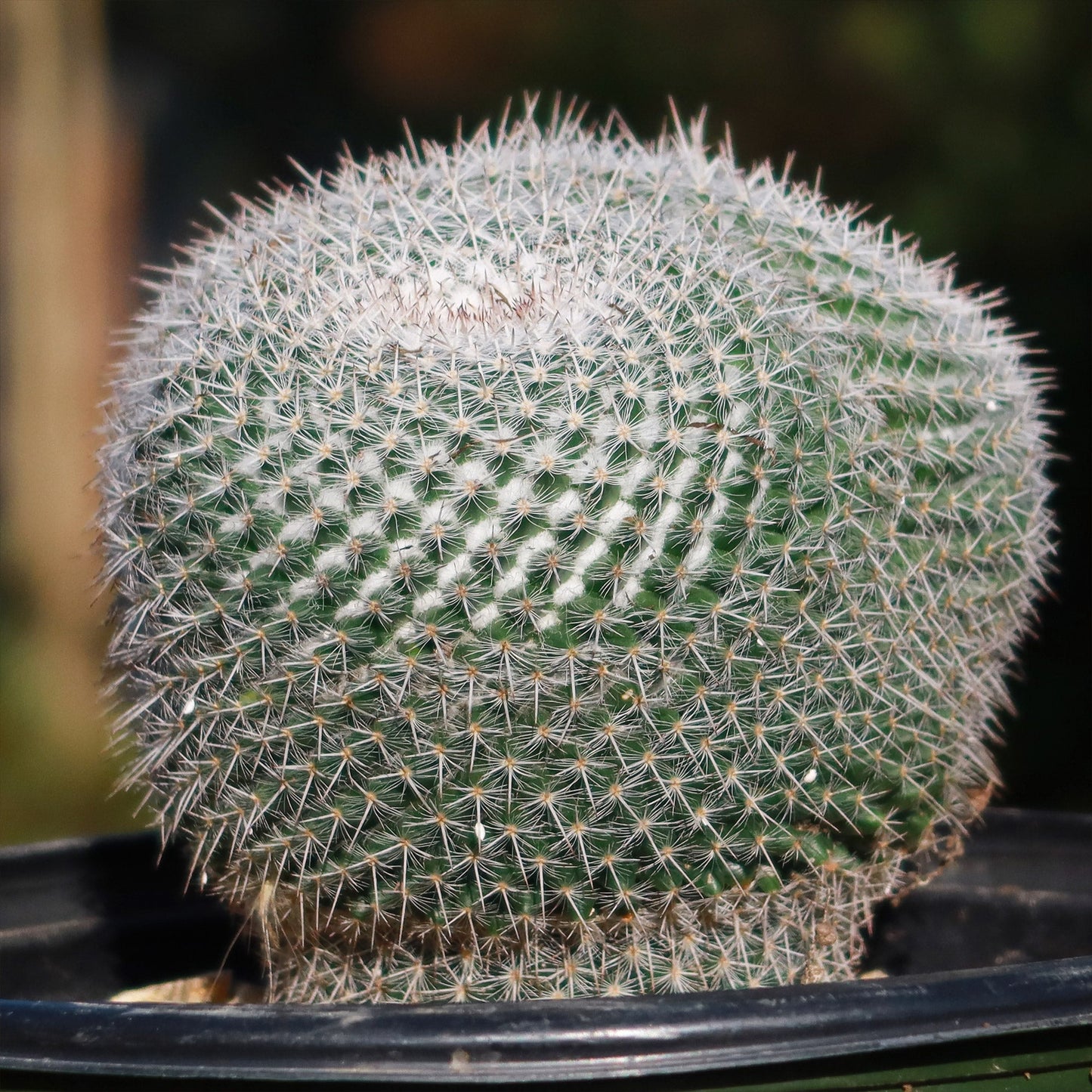 Owl Eye Cactus 'Mammillaria Parkinsonii'