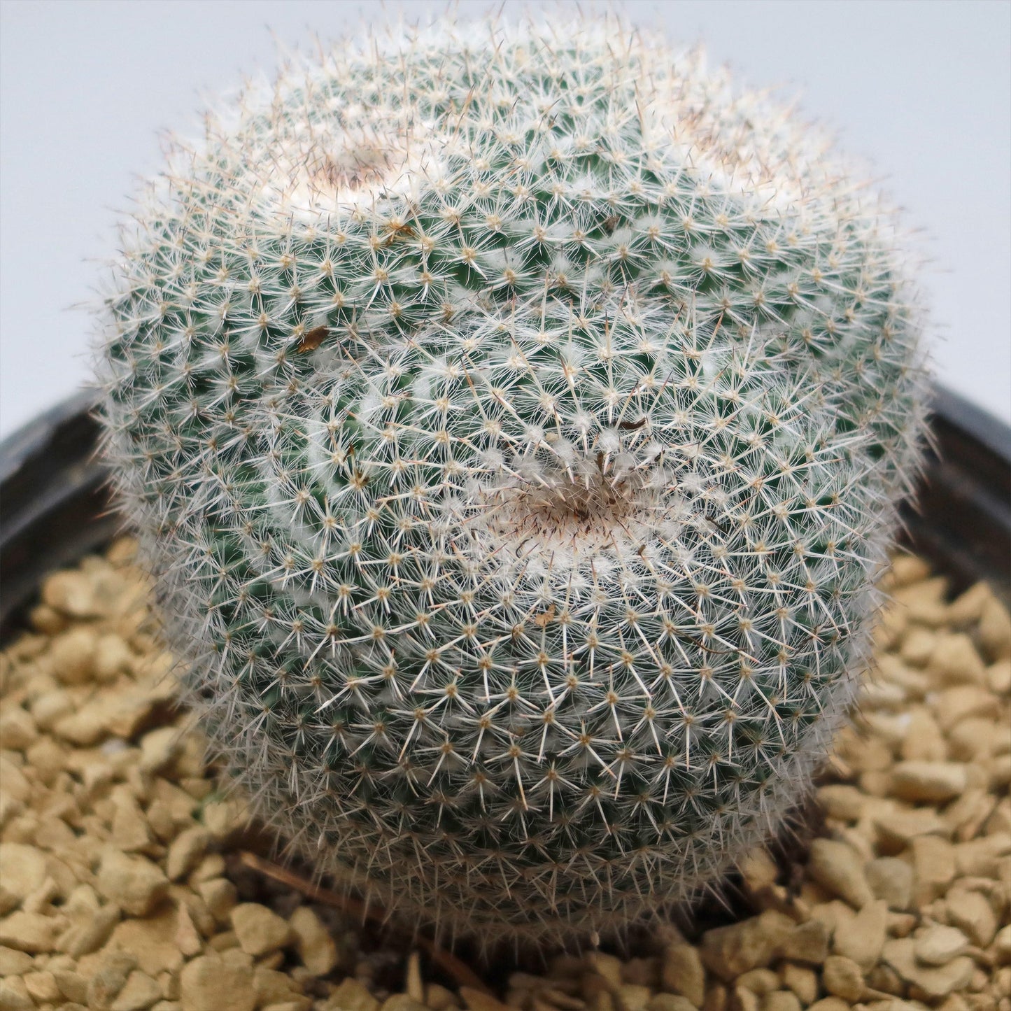 Owl Eye Cactus 'Mammillaria Parkinsonii'