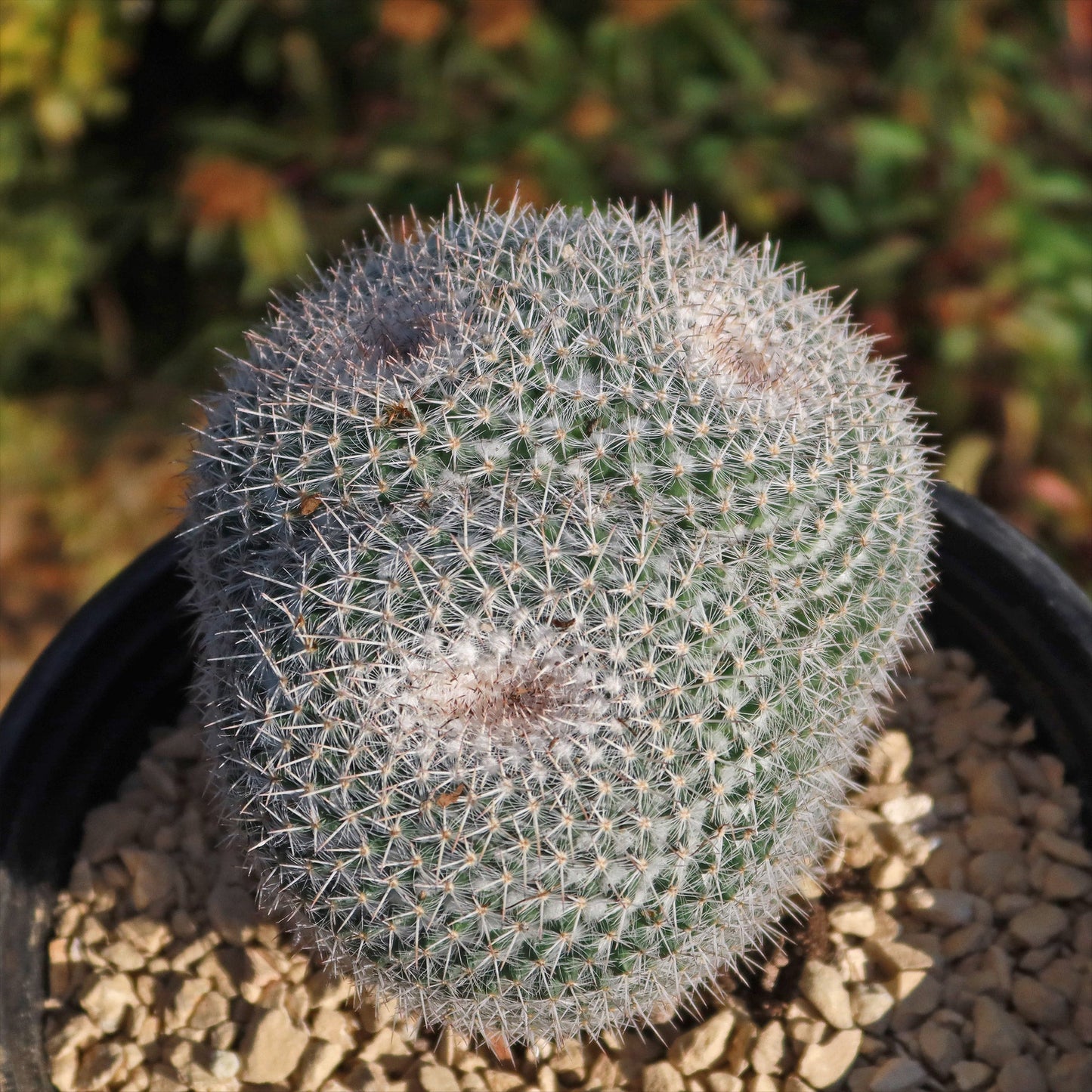 Owl Eye Cactus 'Mammillaria Parkinsonii'