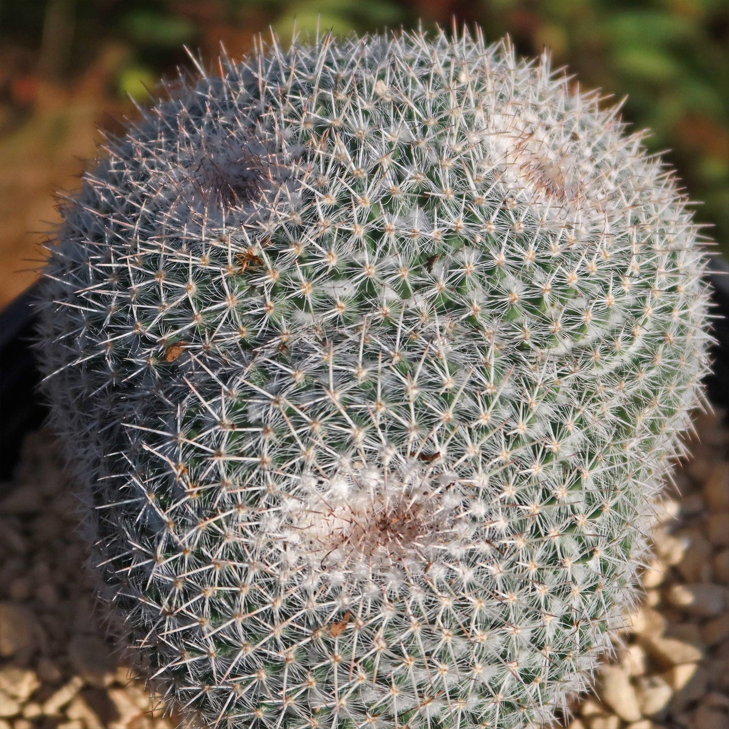 Owl Eye Cactus 'Mammillaria Parkinsonii'