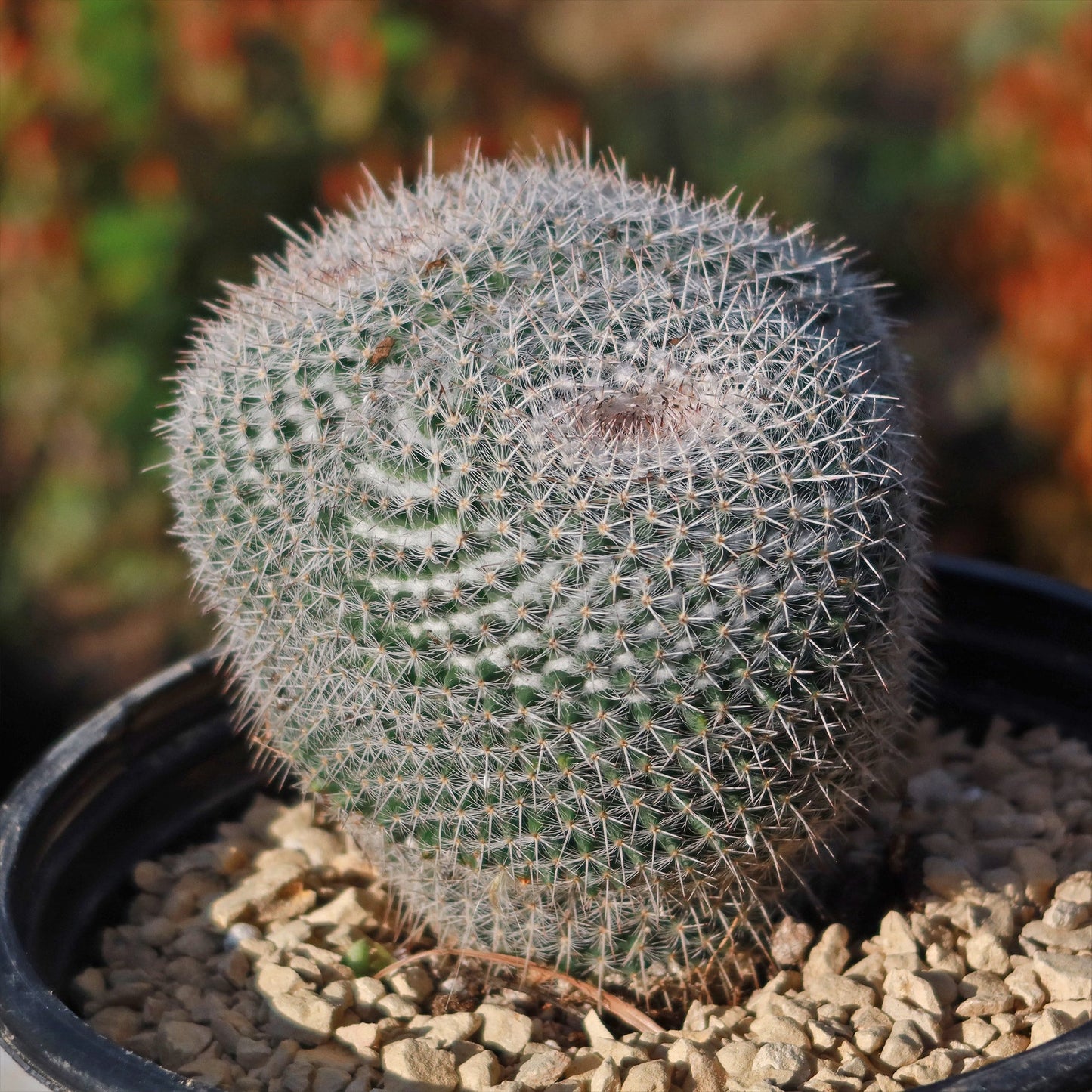 Owl Eye Cactus 'Mammillaria Parkinsonii'