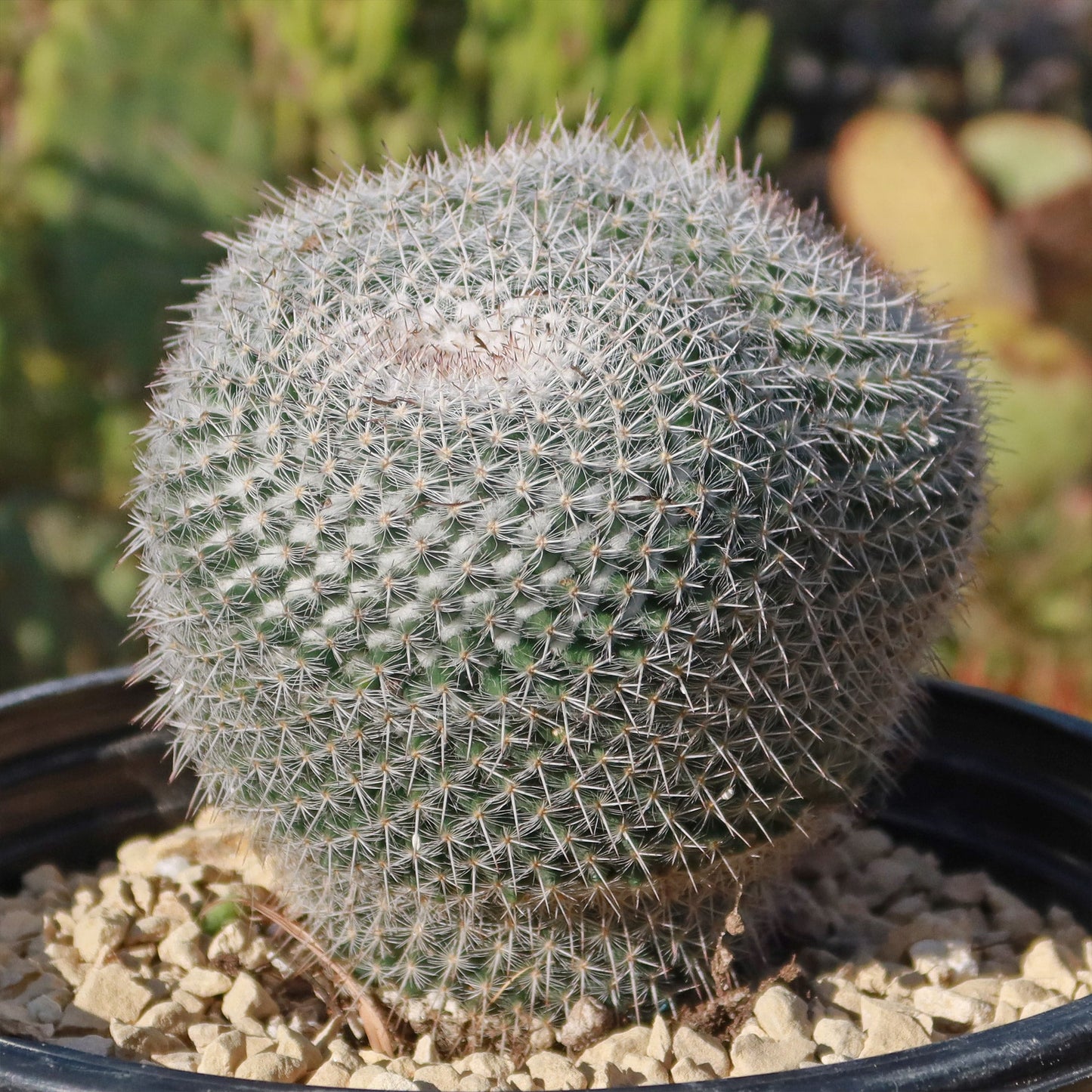 Owl Eye Cactus 'Mammillaria Parkinsonii'