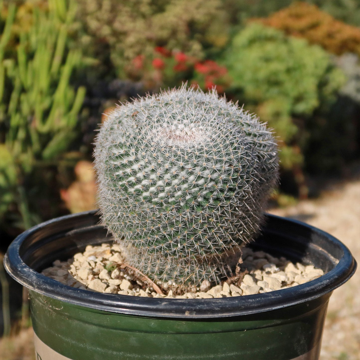 Owl Eye Cactus 'Mammillaria Parkinsonii'