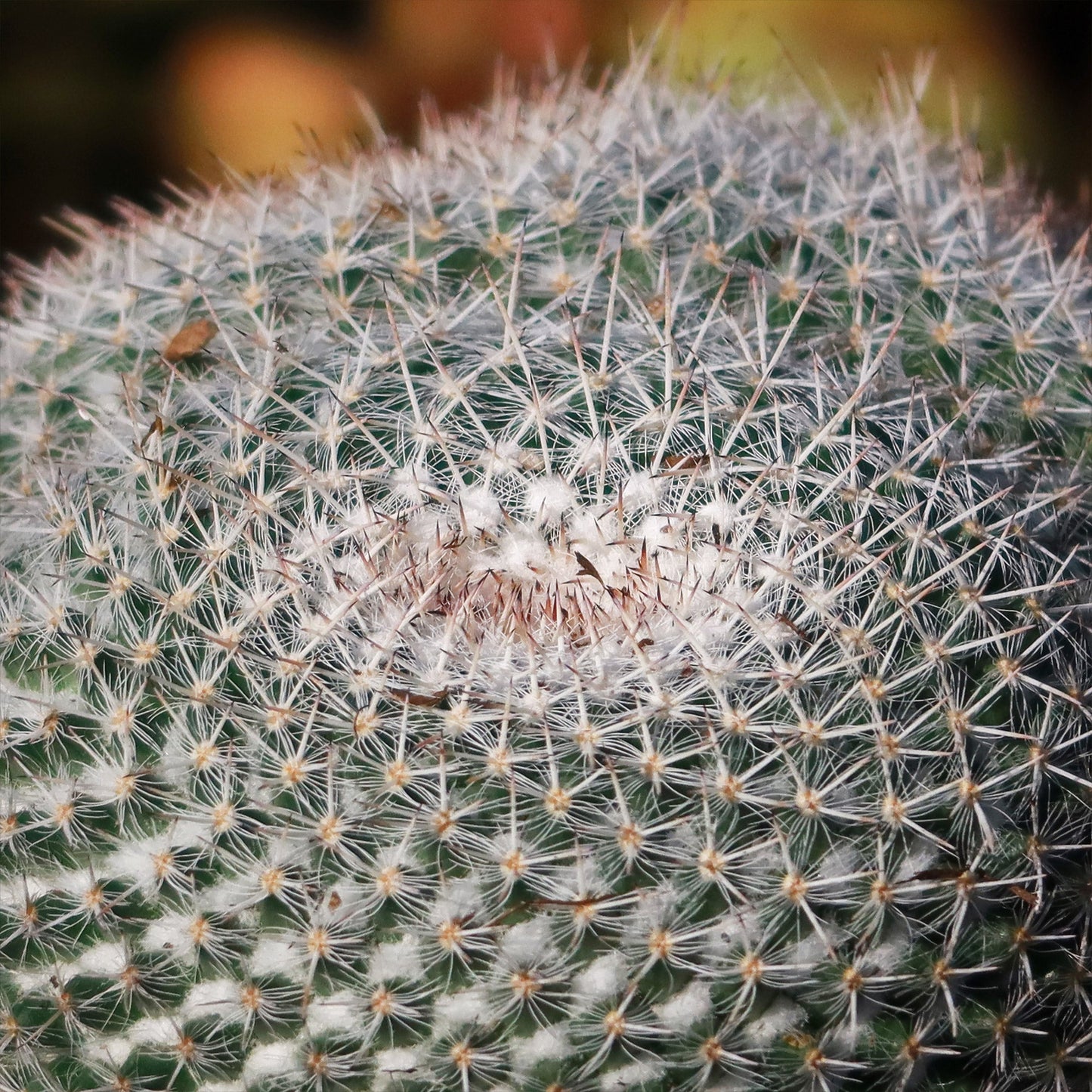 Owl Eye Cactus 'Mammillaria Parkinsonii'
