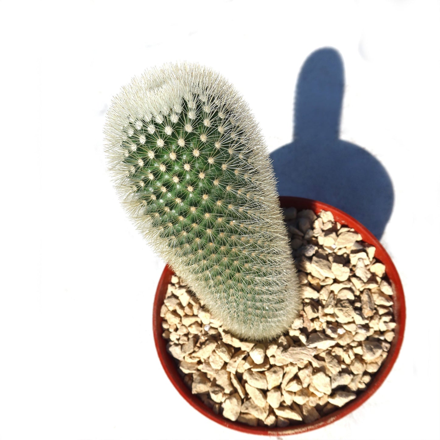 Mammillaria Pilcayensis