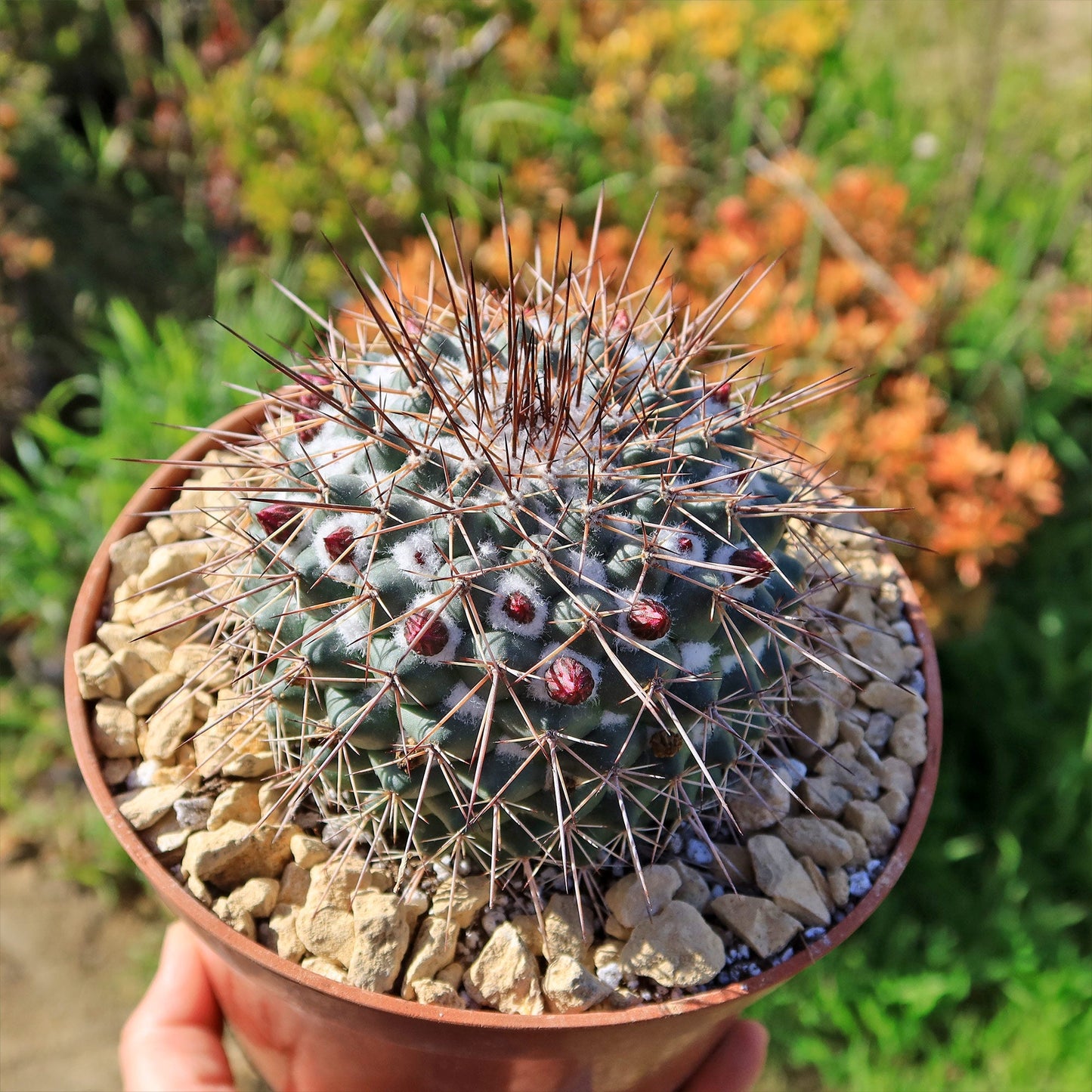 Mammillaria Rubrograndis