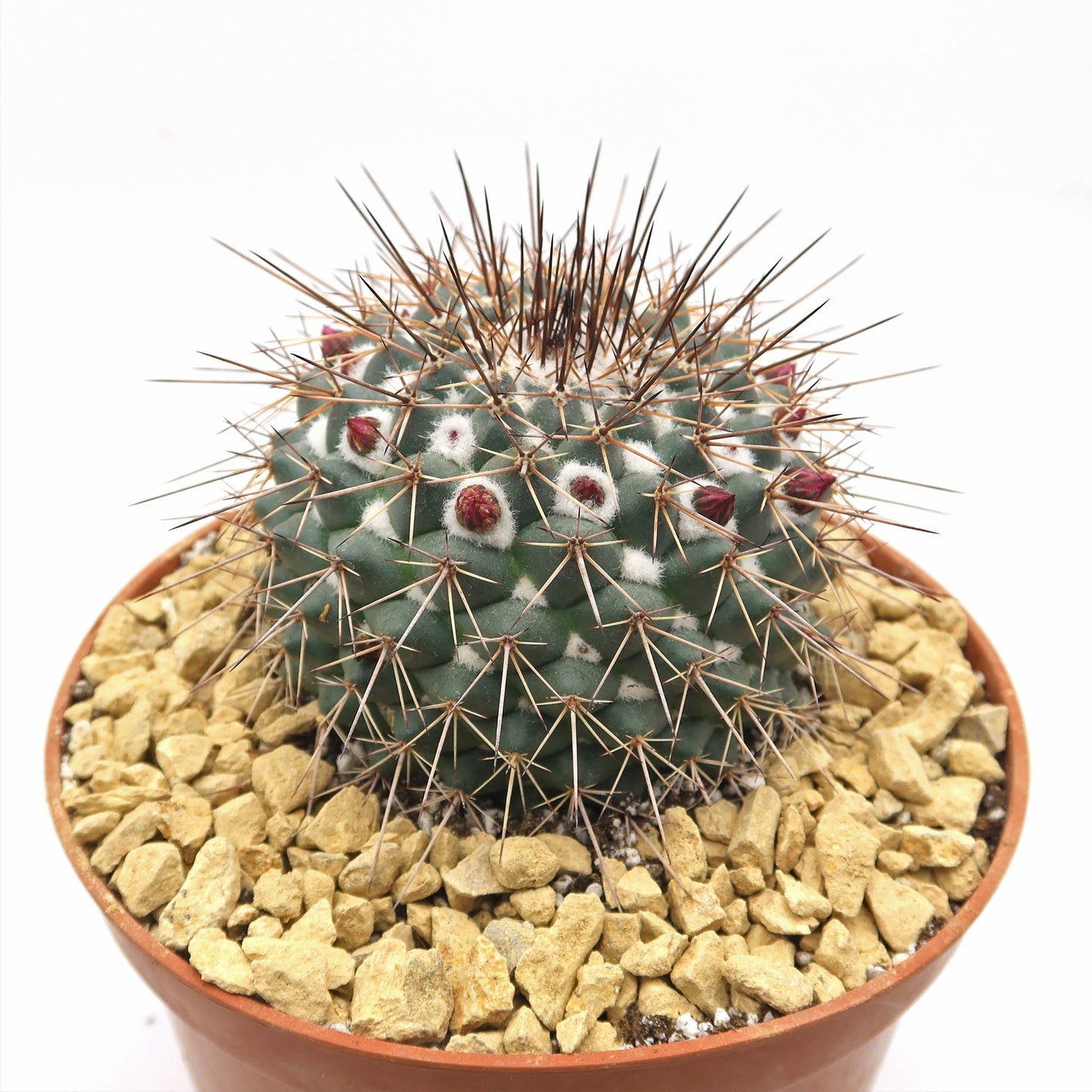 Mammillaria Rubrograndis
