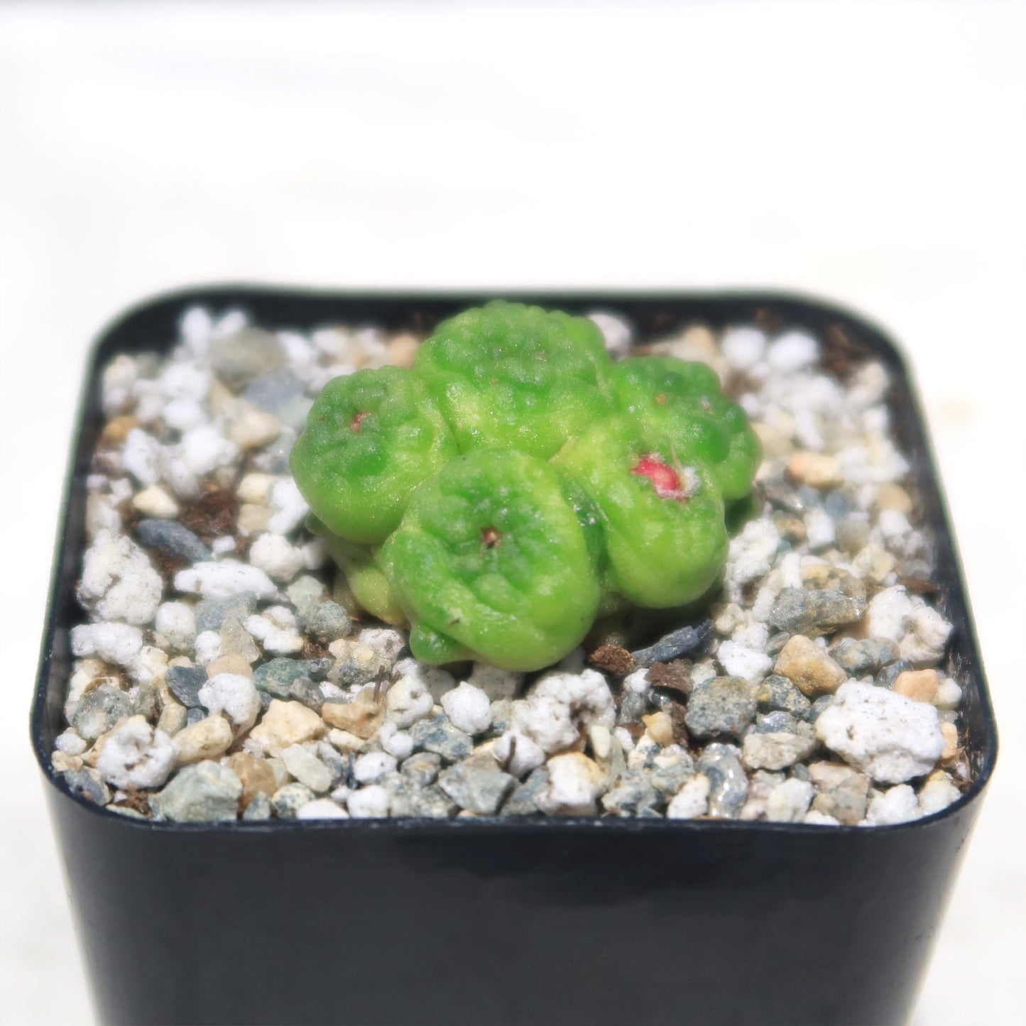 Mammillaria bocasana fred