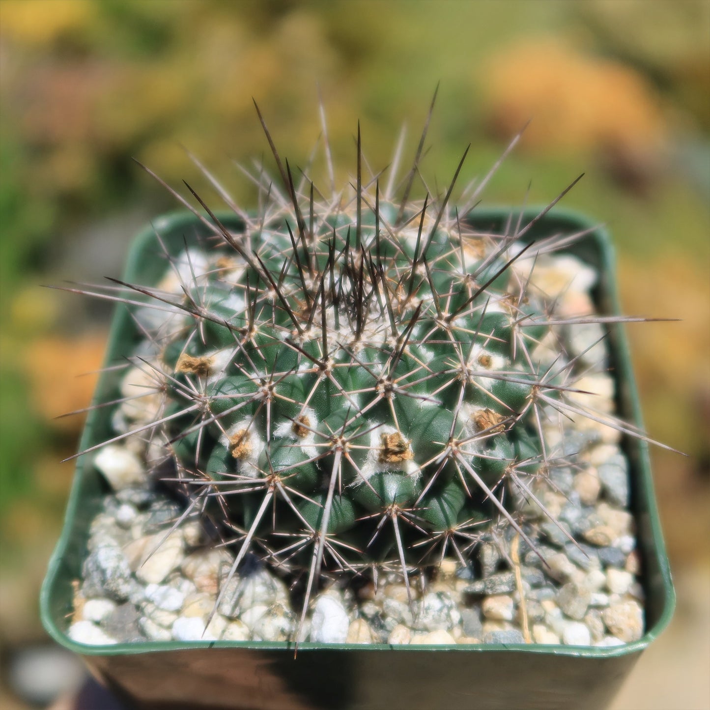 Mammillaria hertrichiana L086