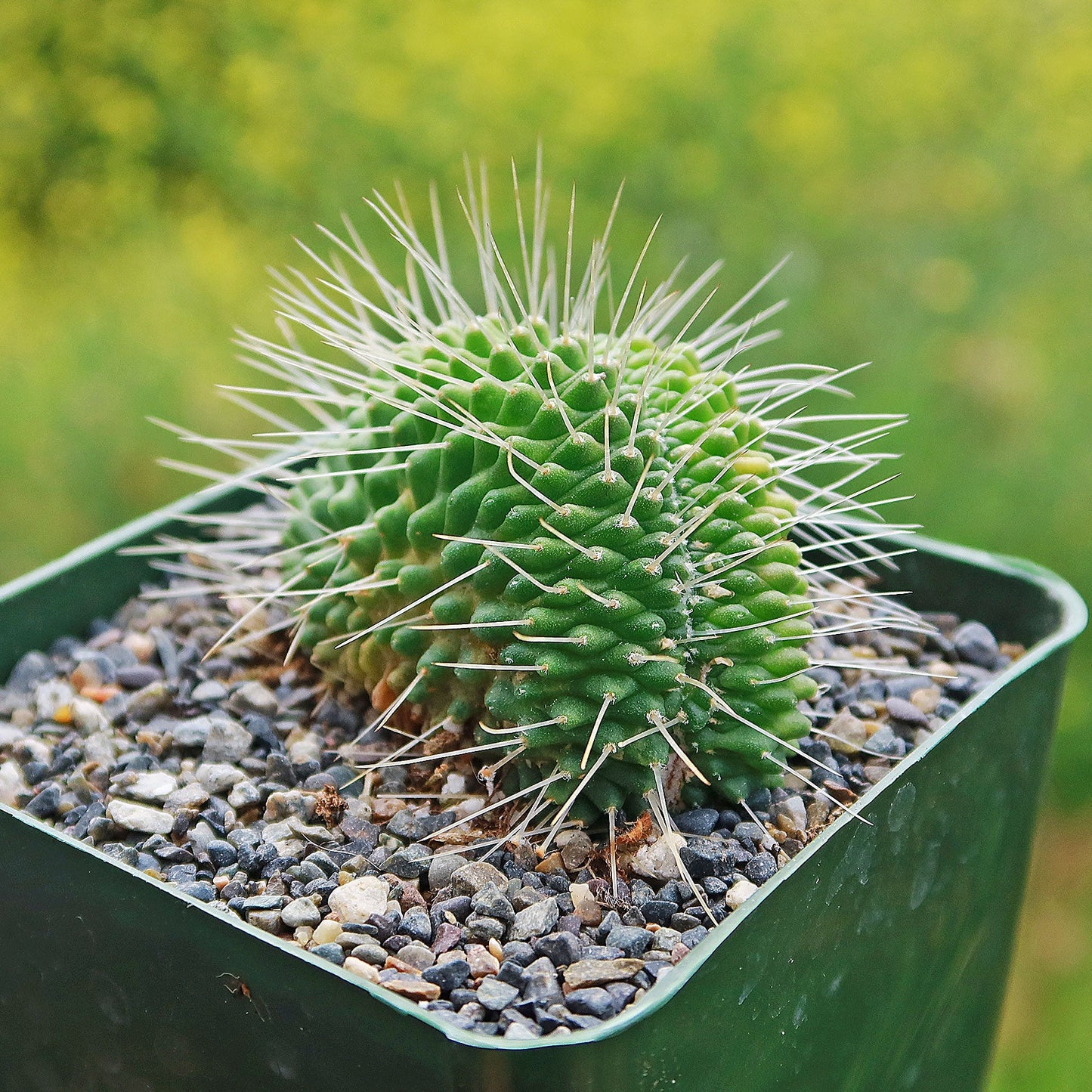 Crested Spiny Pincushion Cactus - Mammillaria spinosissima 'Un Pico' cristata