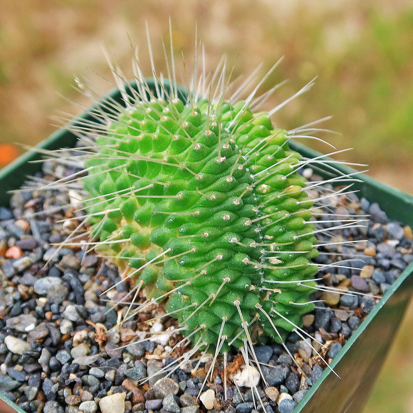 Crested Spiny Pincushion Cactus - Mammillaria spinosissima 'Un Pico' cristata
