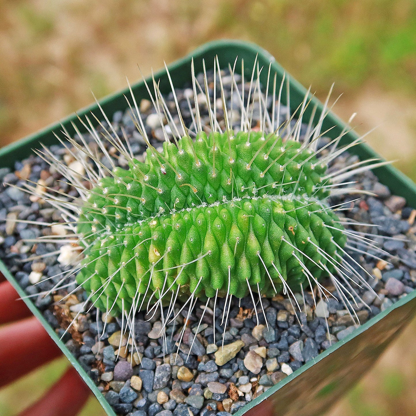Crested Spiny Pincushion Cactus - Mammillaria spinosissima 'Un Pico' cristata