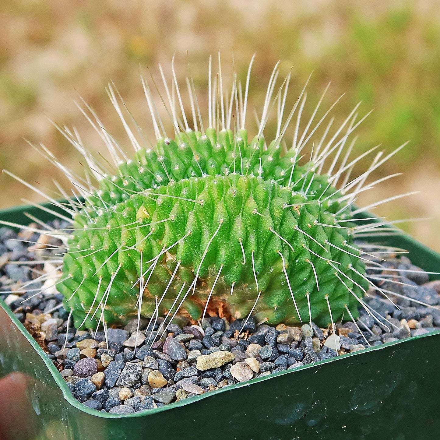 Crested Spiny Pincushion Cactus - Mammillaria spinosissima 'Un Pico' cristata