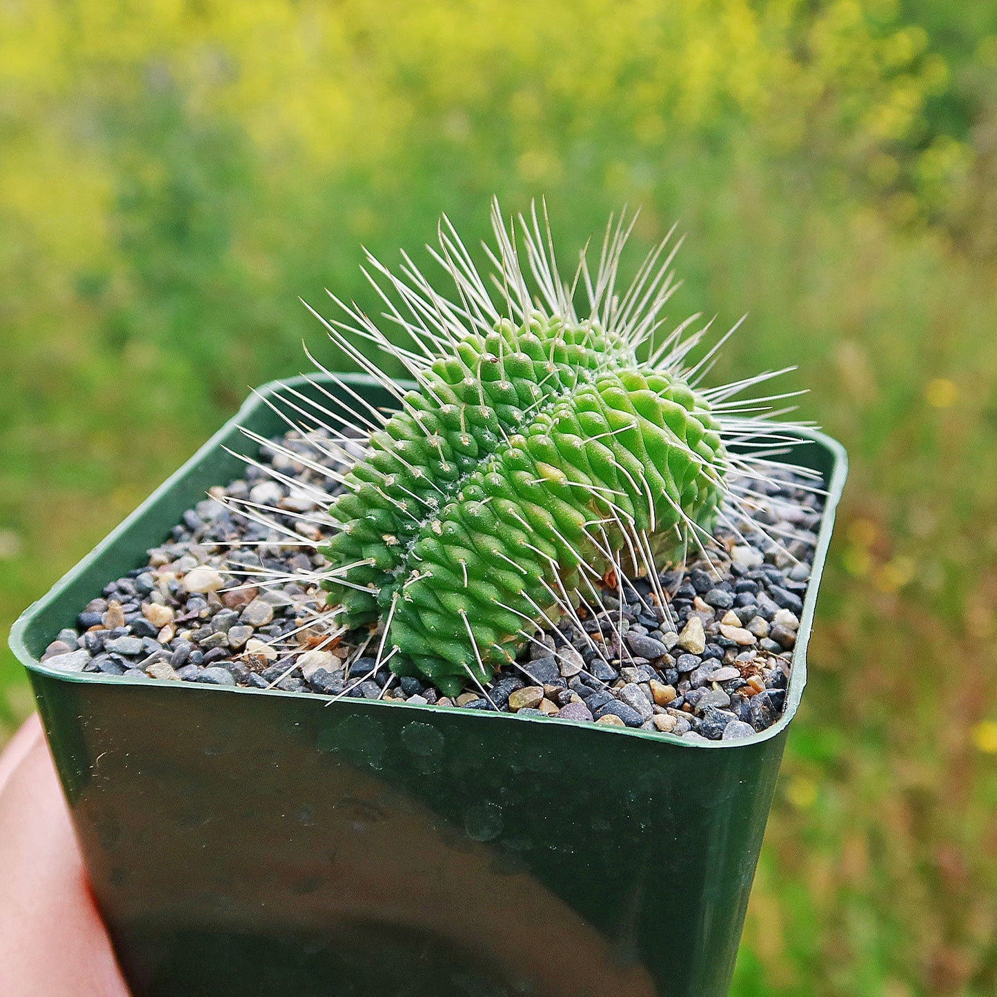 Crested Spiny Pincushion Cactus - Mammillaria spinosissima 'Un Pico' cristata