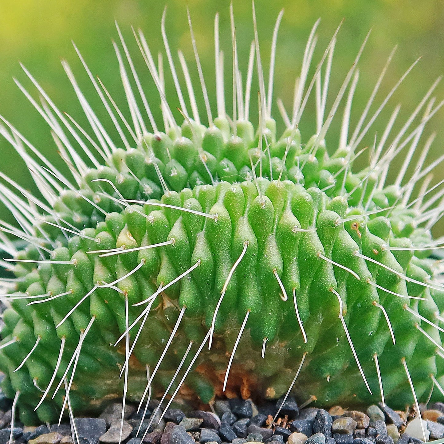 Crested Spiny Pincushion Cactus - Mammillaria spinosissima 'Un Pico' cristata