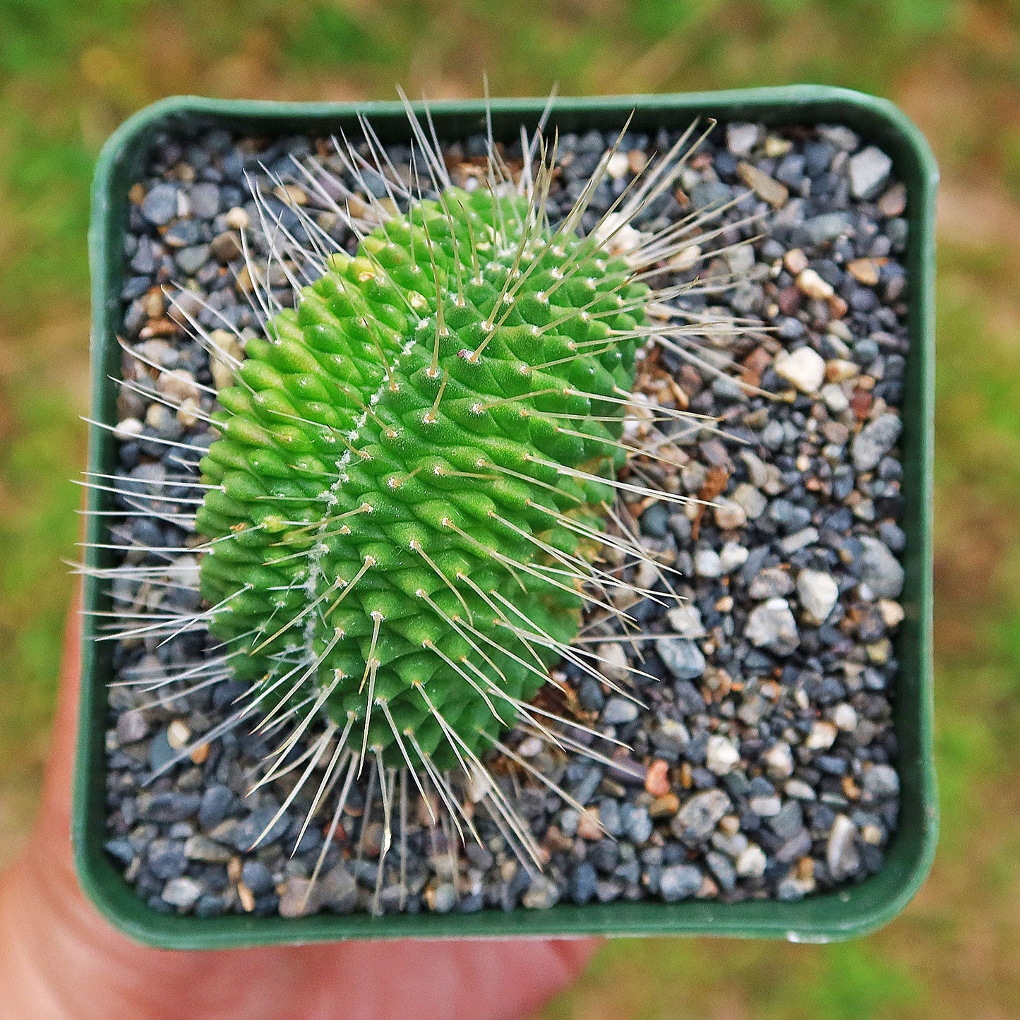 Crested Spiny Pincushion Cactus - Mammillaria spinosissima 'Un Pico' cristata