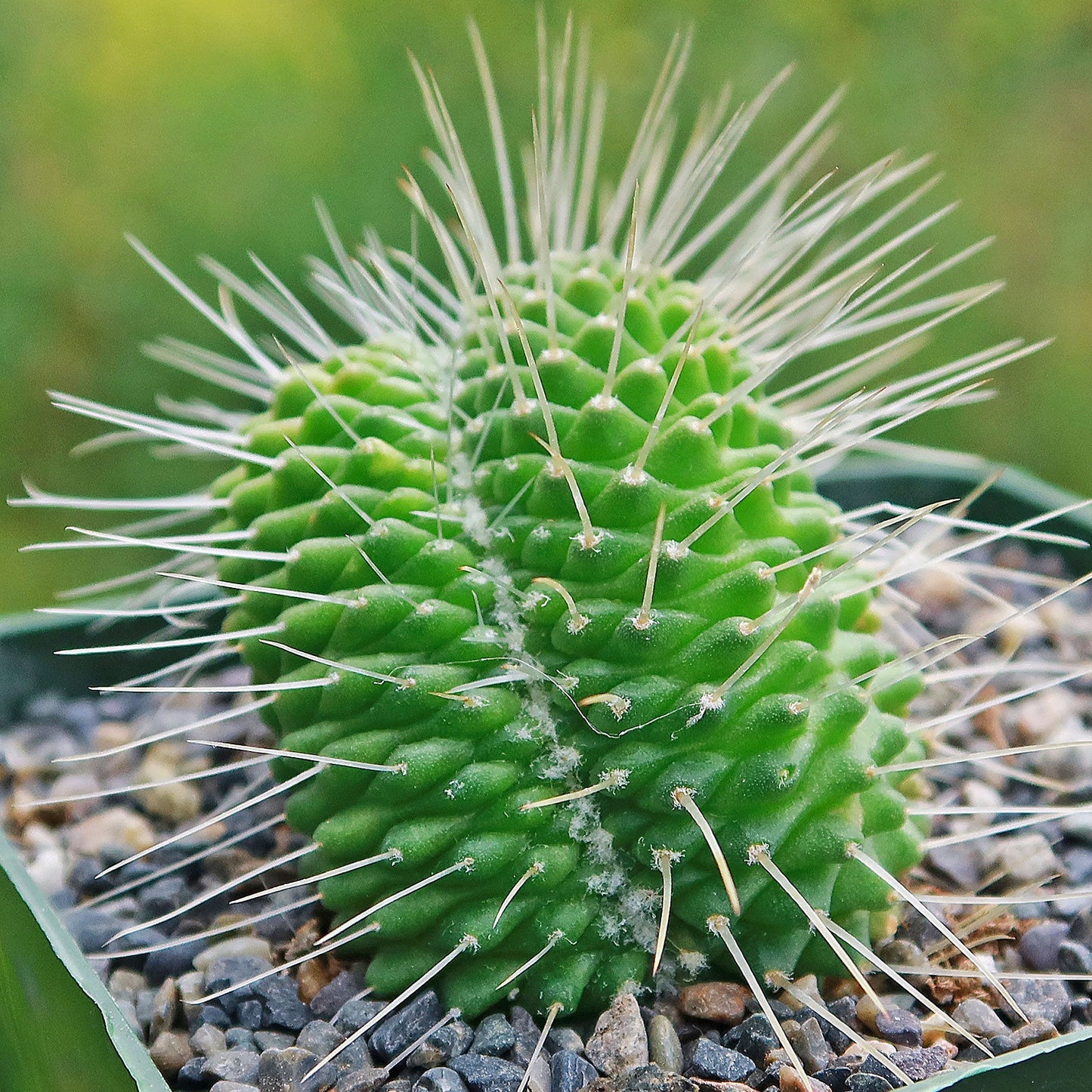 Crested Spiny Pincushion Cactus - Mammillaria spinosissima 'Un Pico' cristata