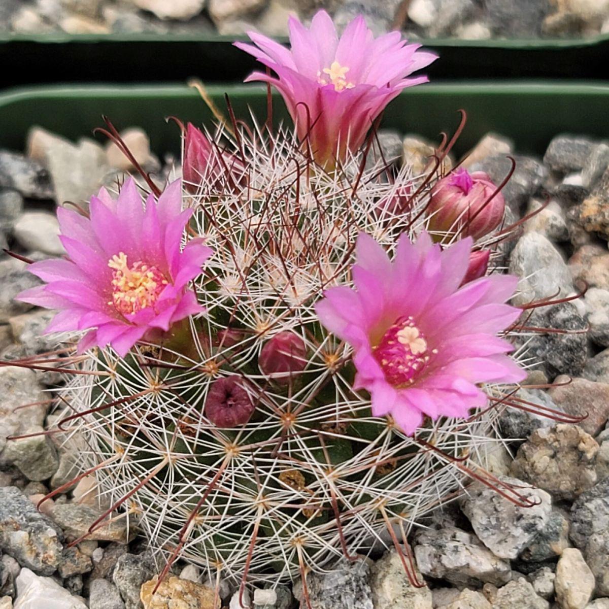 Mammillaria fittkaui