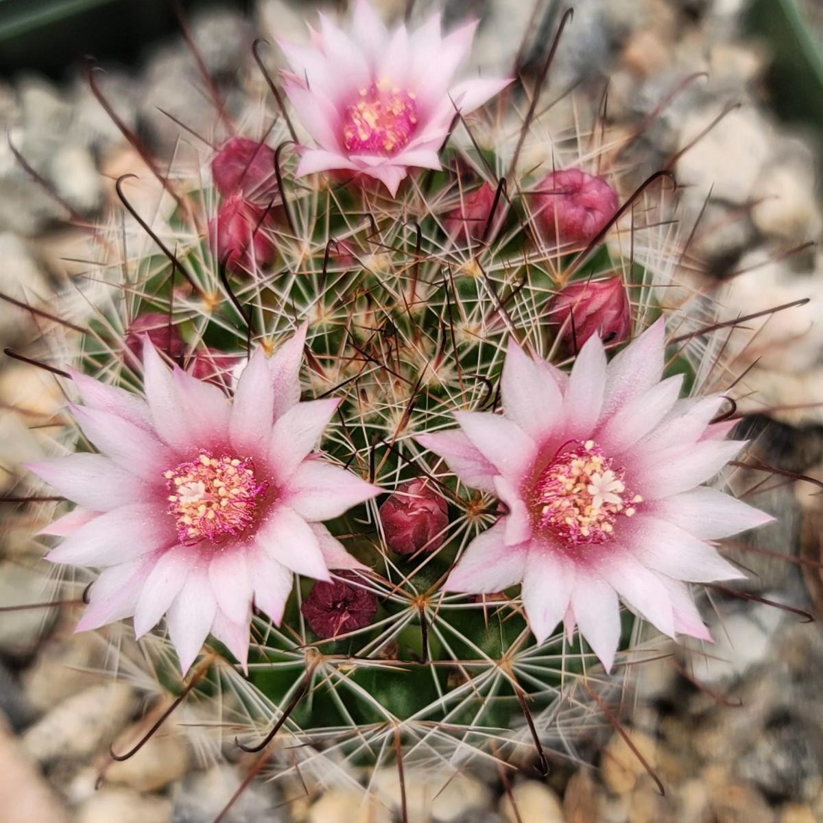 Mammillaria fittkaui