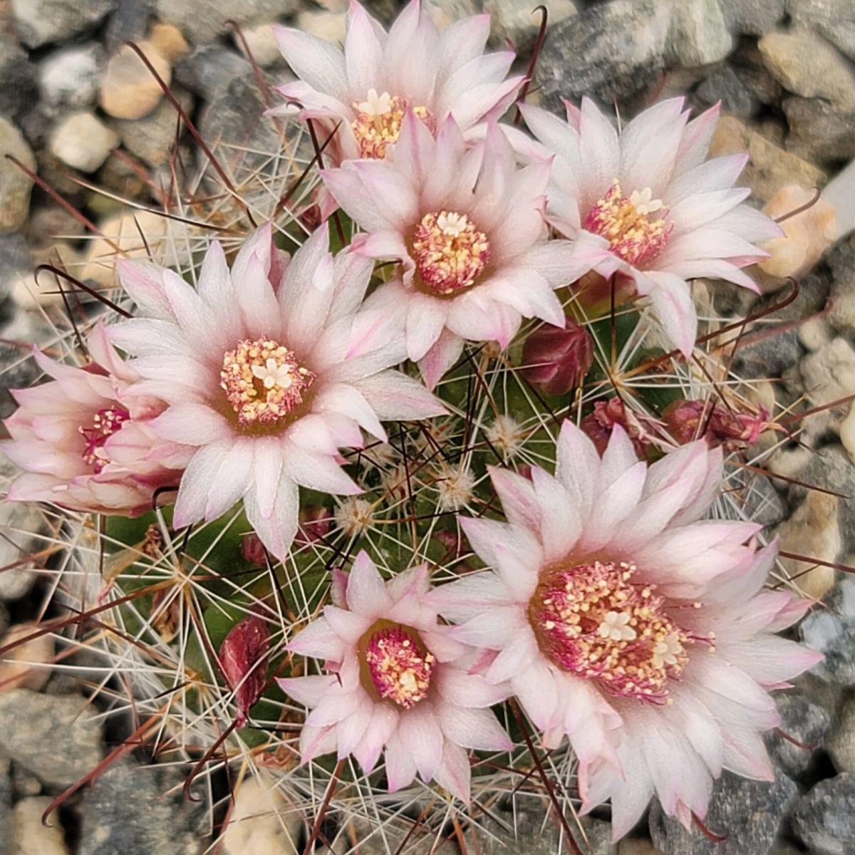 Mammillaria fittkaui