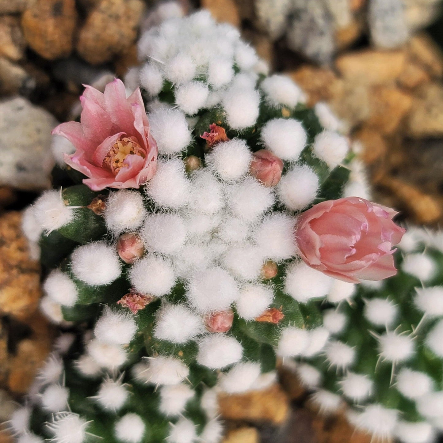 Mammillaria gracilis cv. oruga