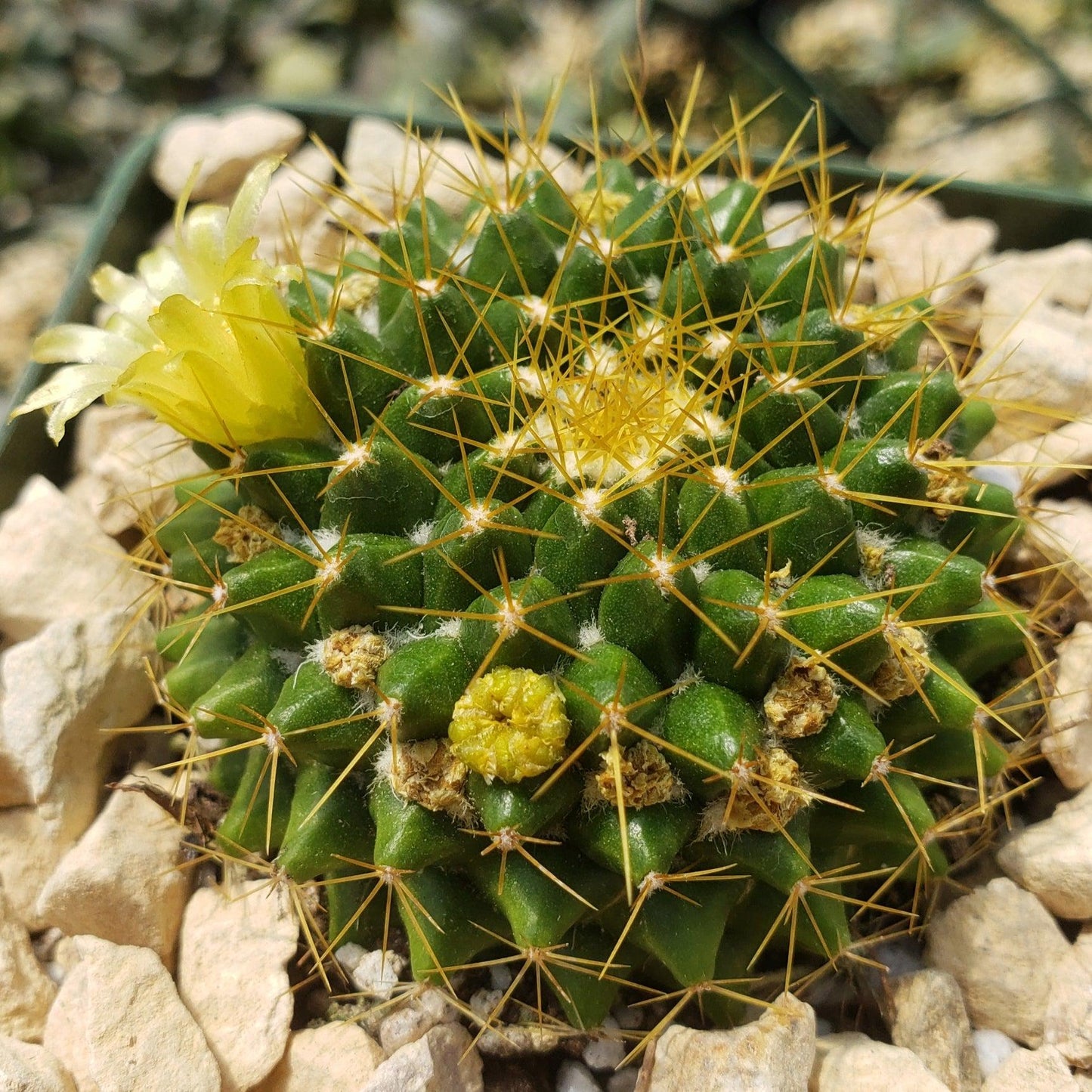 Mammillaria marksiana