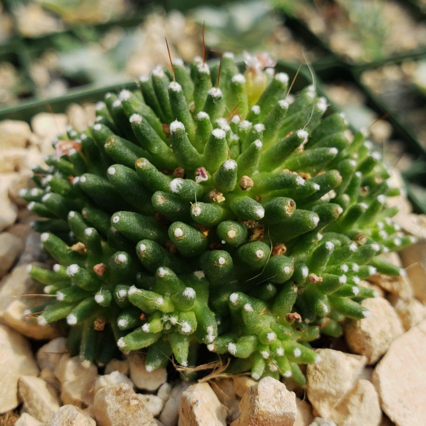 Mammillaria painteri
