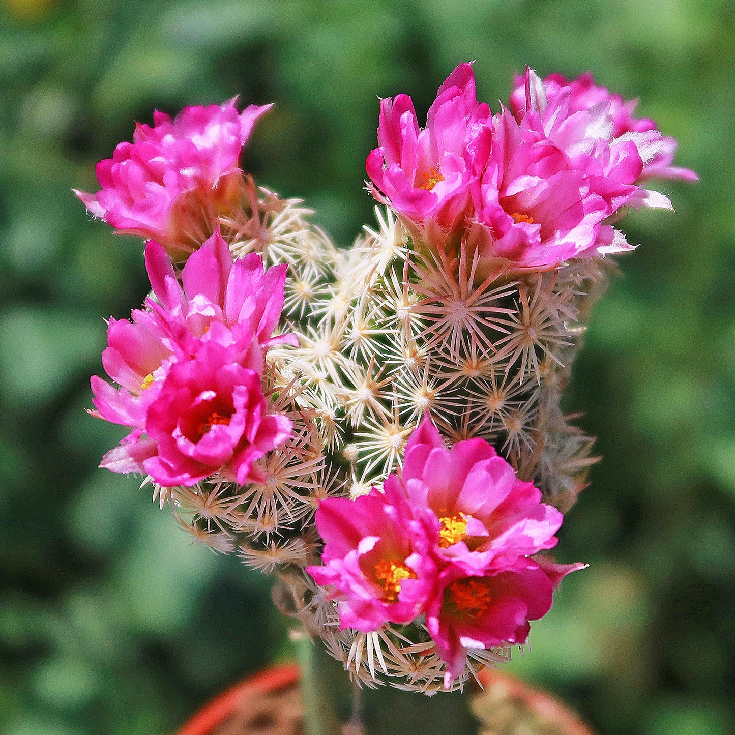 Nellie Cory Cactus 'Escobaria minima grafted'
