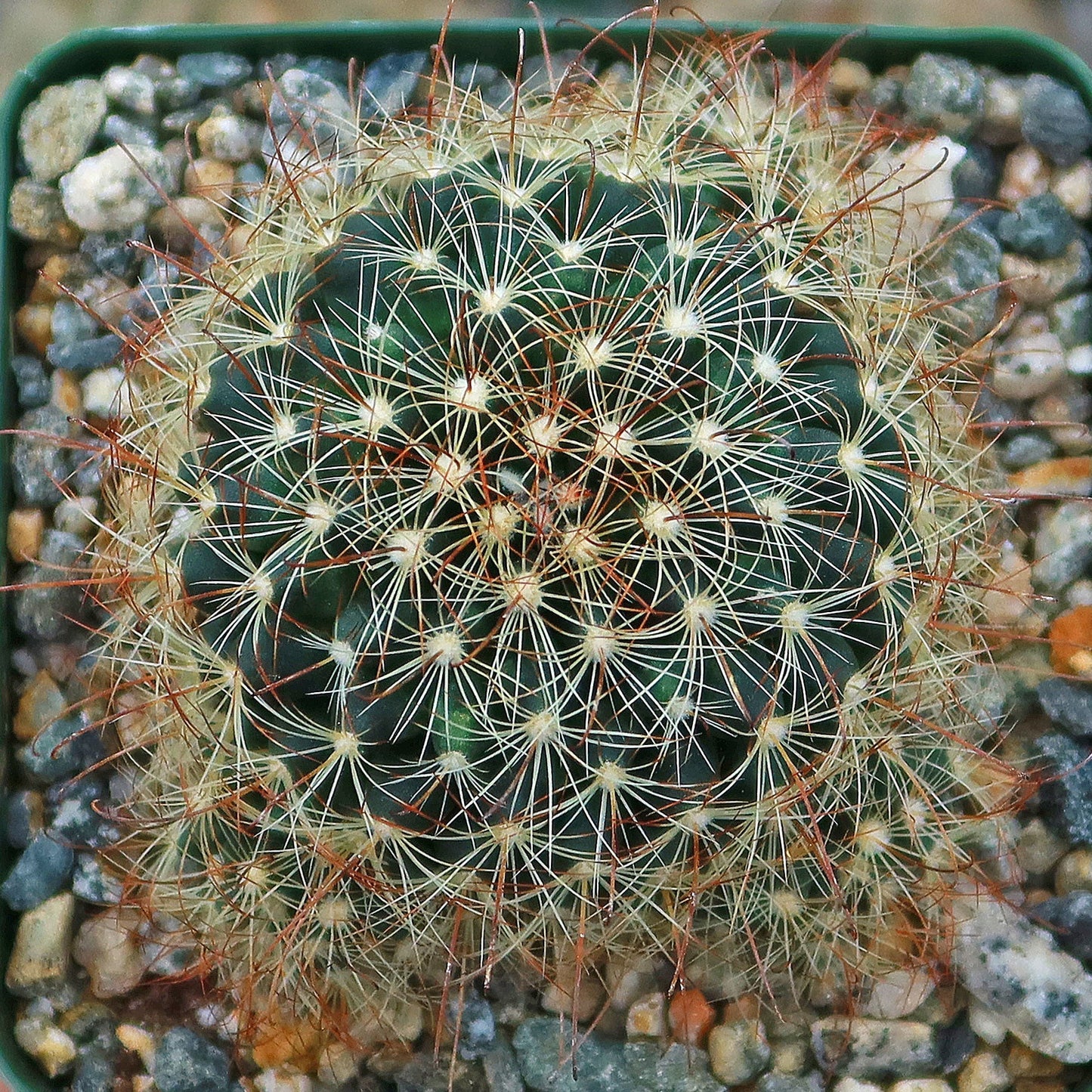 Fishhook Cactus - Mammillaria saffordii 'Carretii'