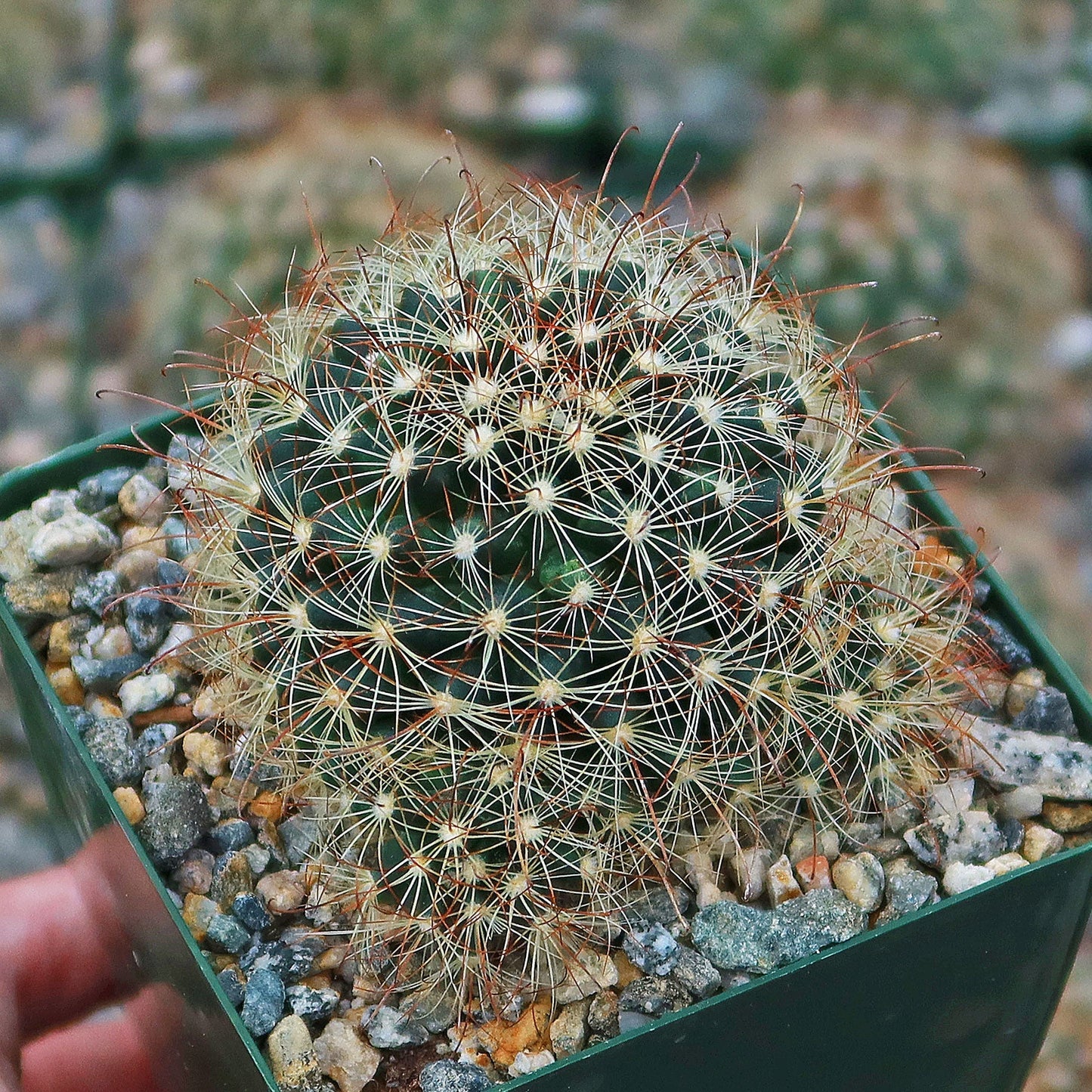 Fishhook Cactus - Mammillaria saffordii 'Carretii'