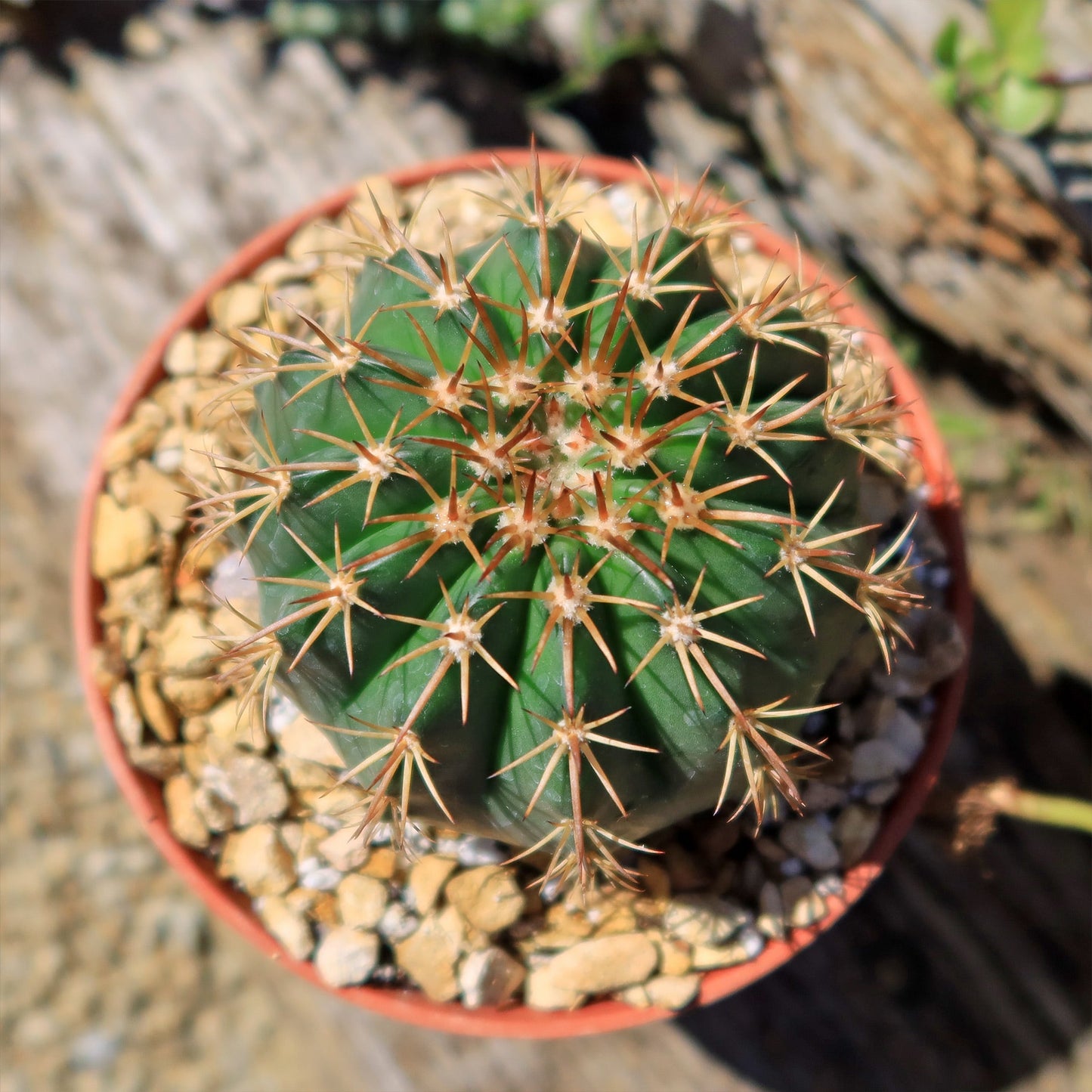 Melocactus conoideus