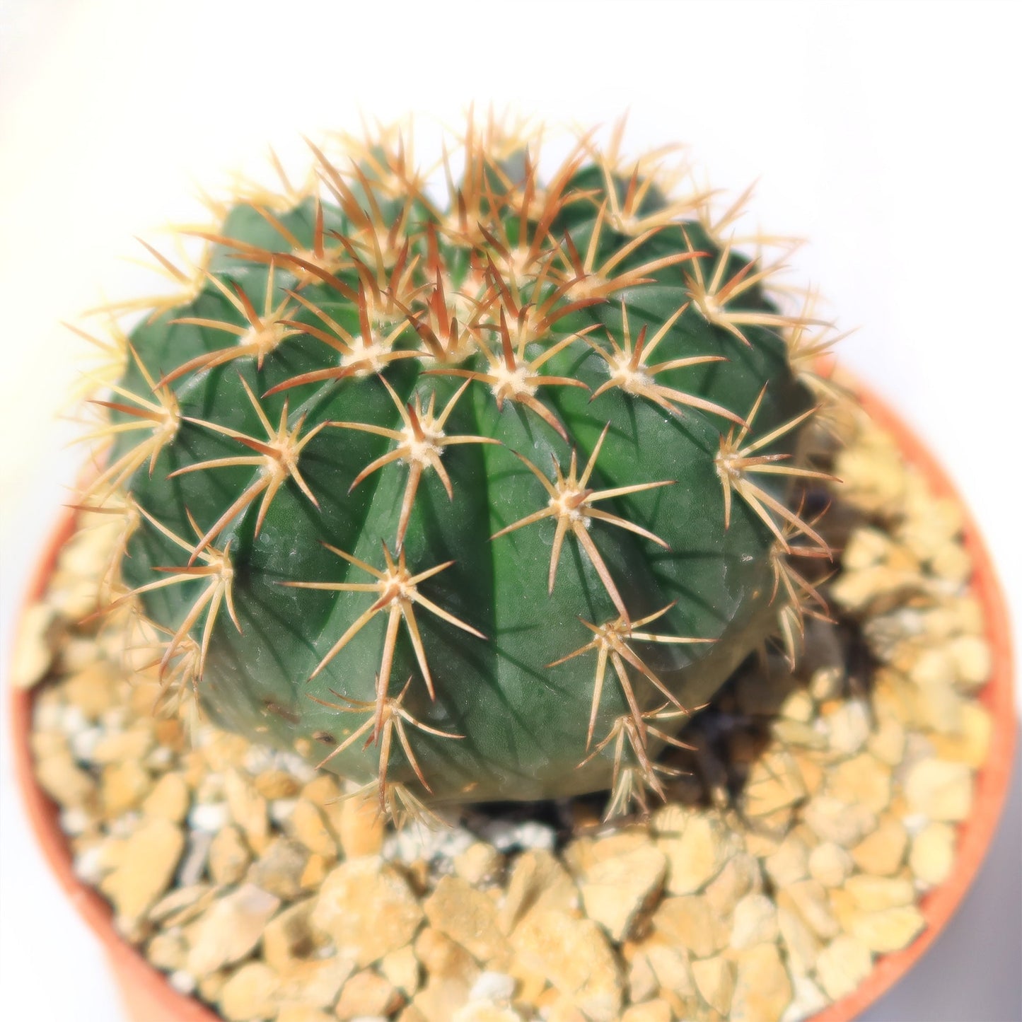 Melocactus conoideus
