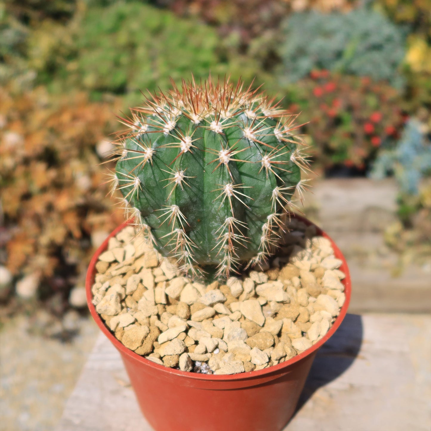 Melocactus guitartii