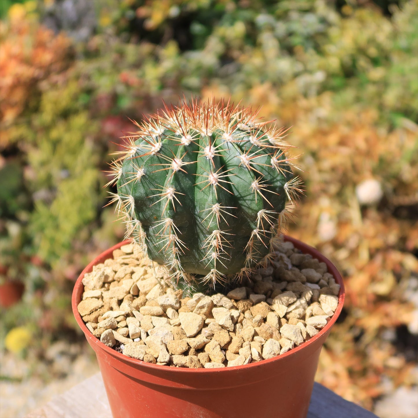 Melocactus guitartii