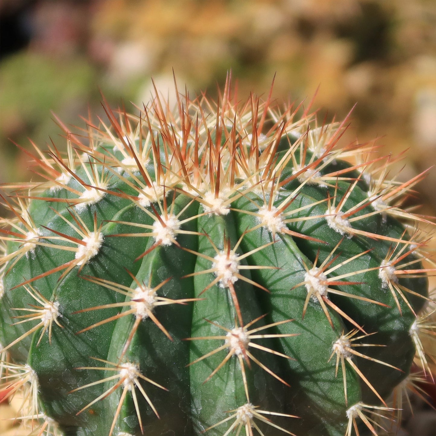 Melocactus guitartii