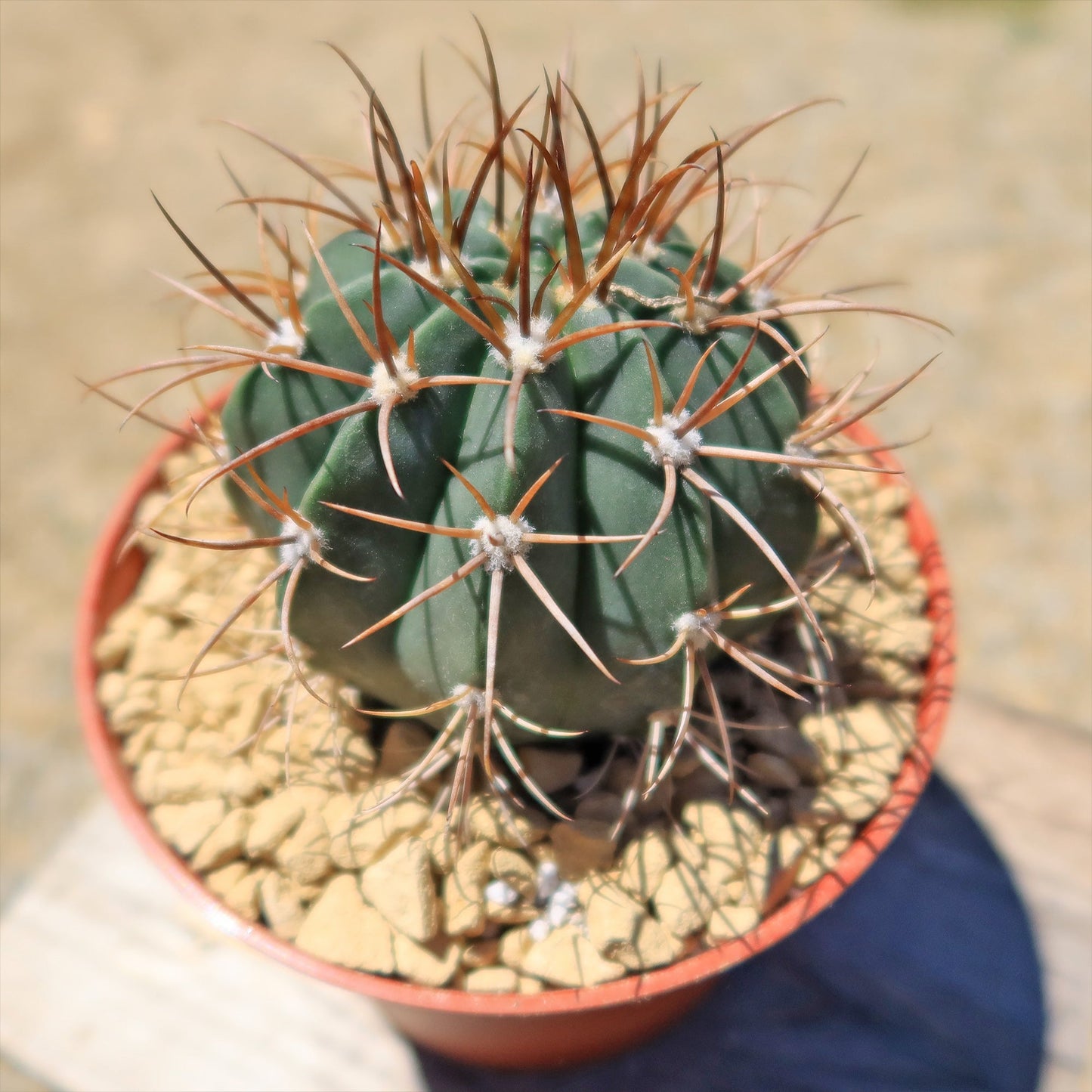 Melocactus levitestatus warasii