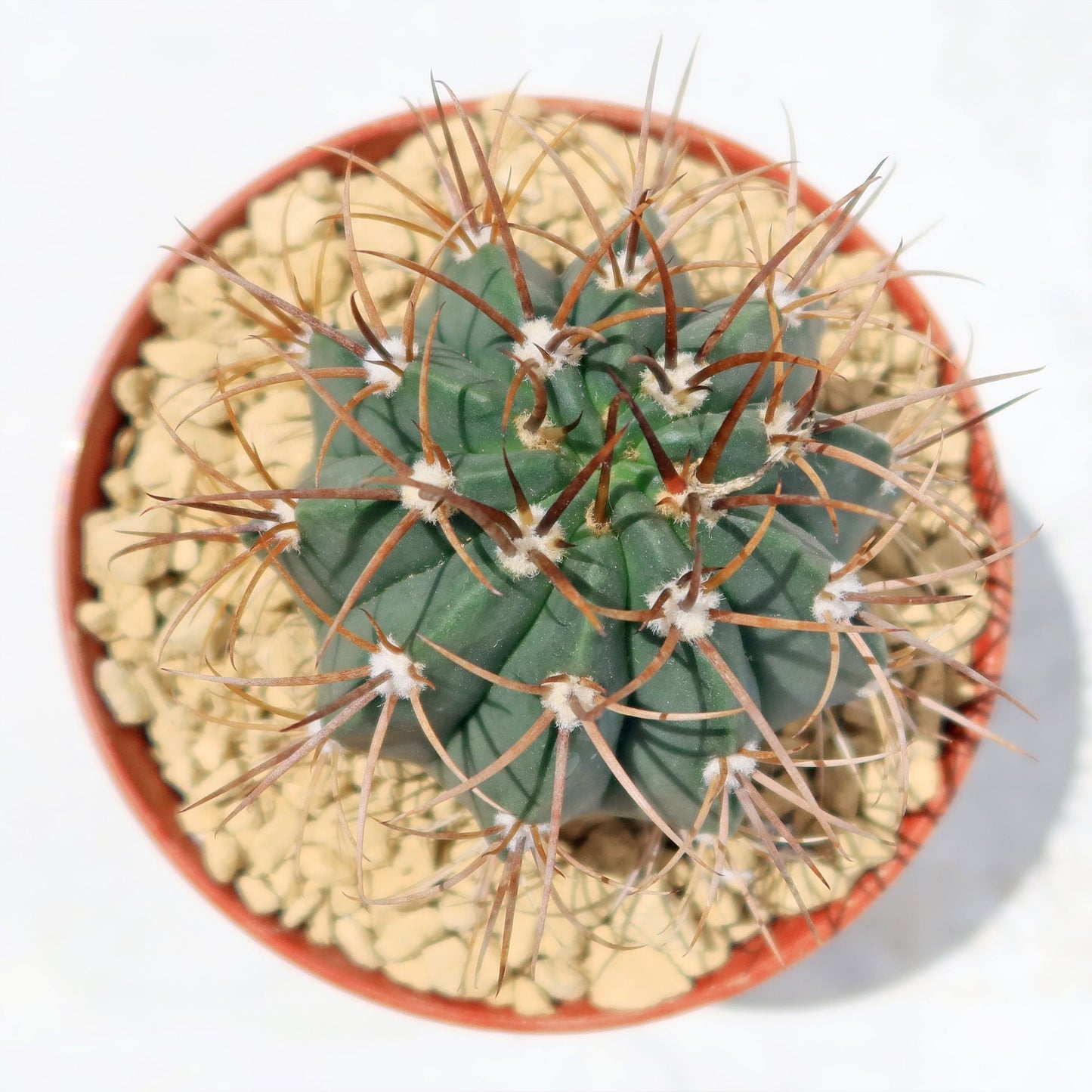Melocactus levitestatus warasii