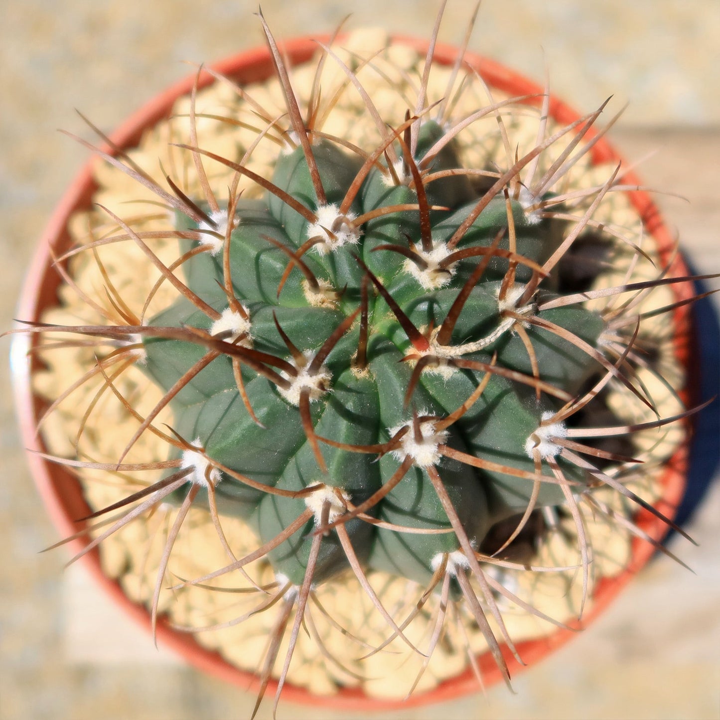 Melocactus levitestatus warasii