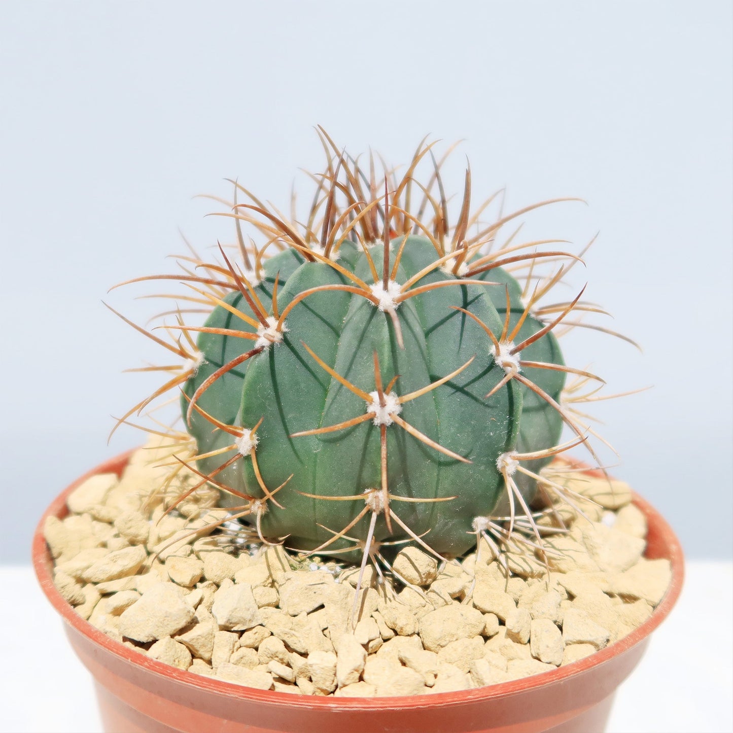 Melocactus levitestatus warasii