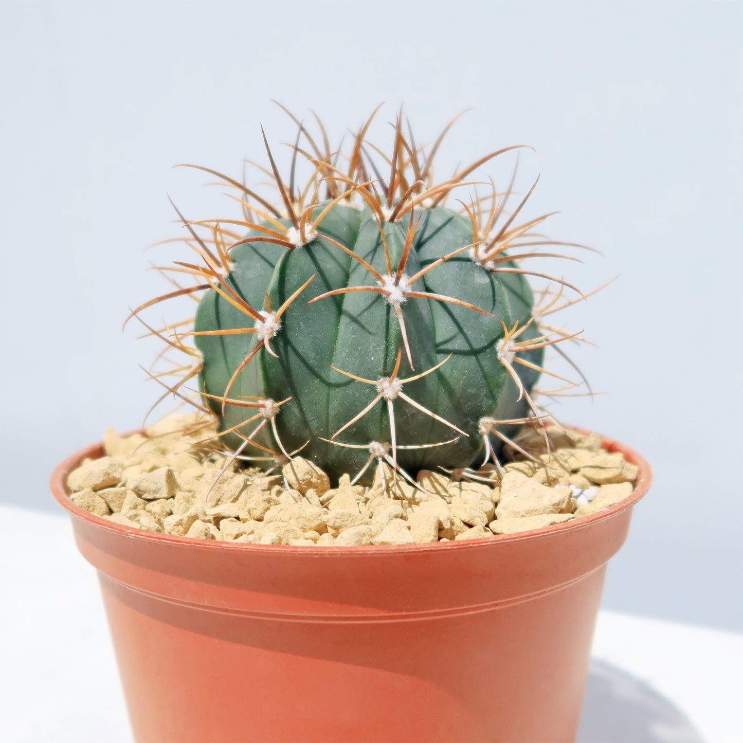 Melocactus levitestatus warasii