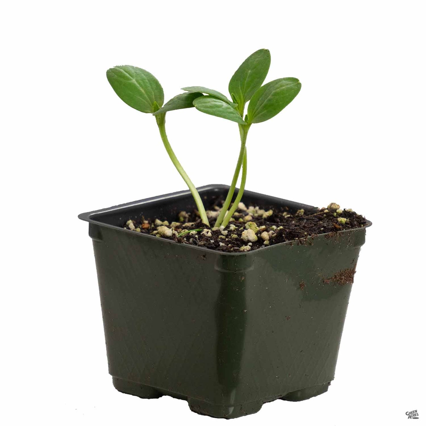 Melon 'Roadside Cantaloupe'