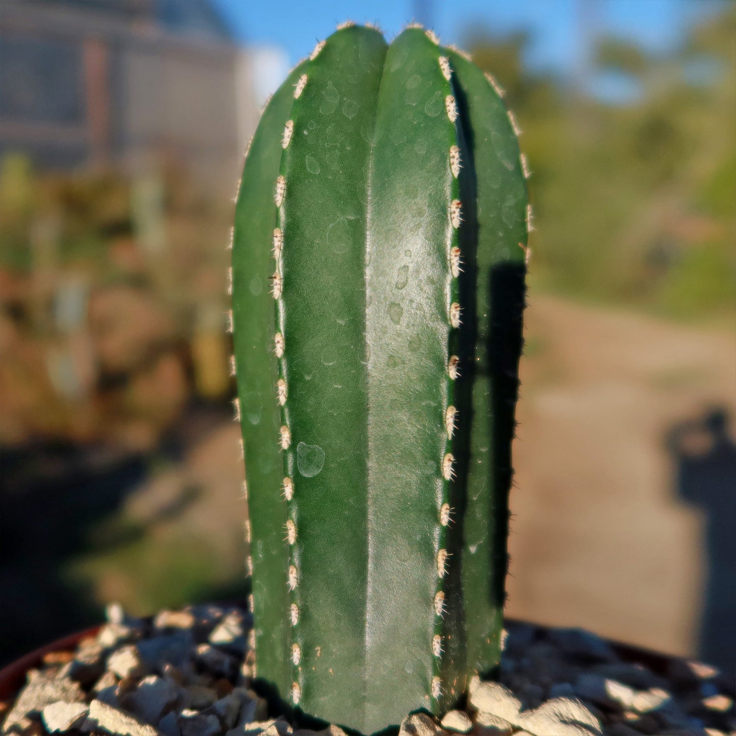 Mexican Fence Post Cactus 'Pachycereus marginatus'