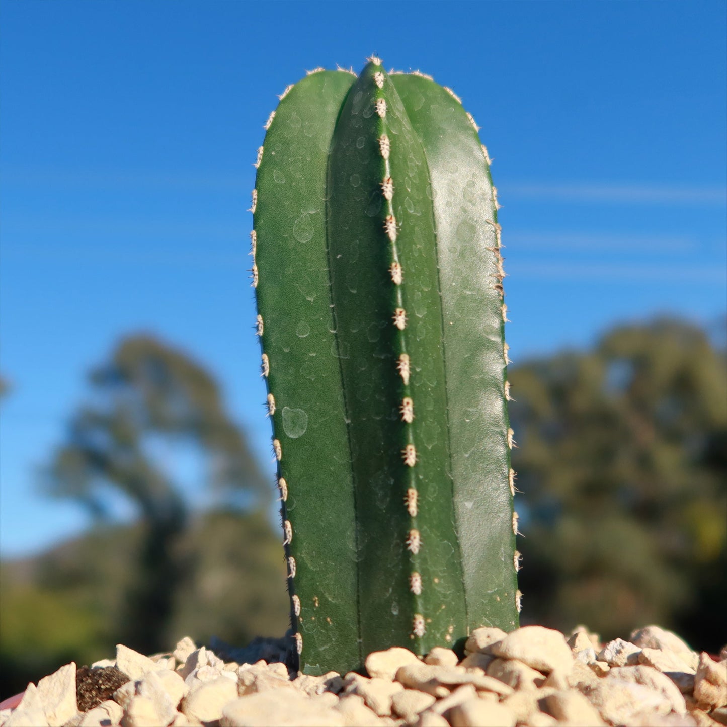 Mexican Fence Post Cactus 'Pachycereus marginatus'