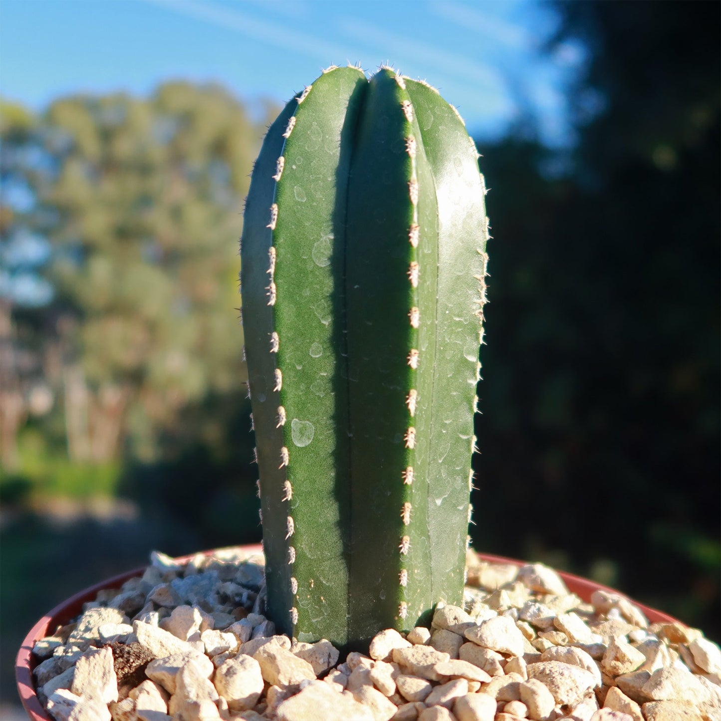 Mexican Fence Post Cactus 'Pachycereus marginatus'