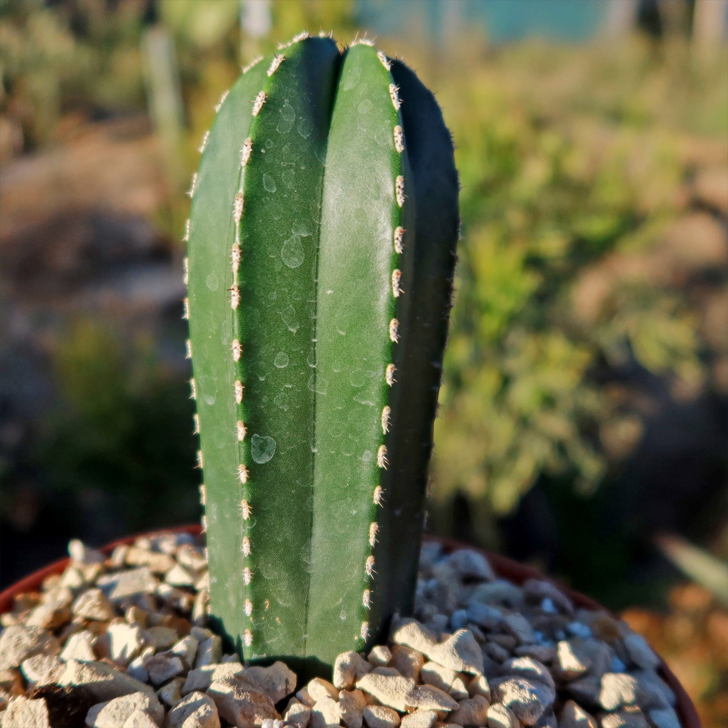 Mexican Fence Post Cactus 'Pachycereus marginatus'