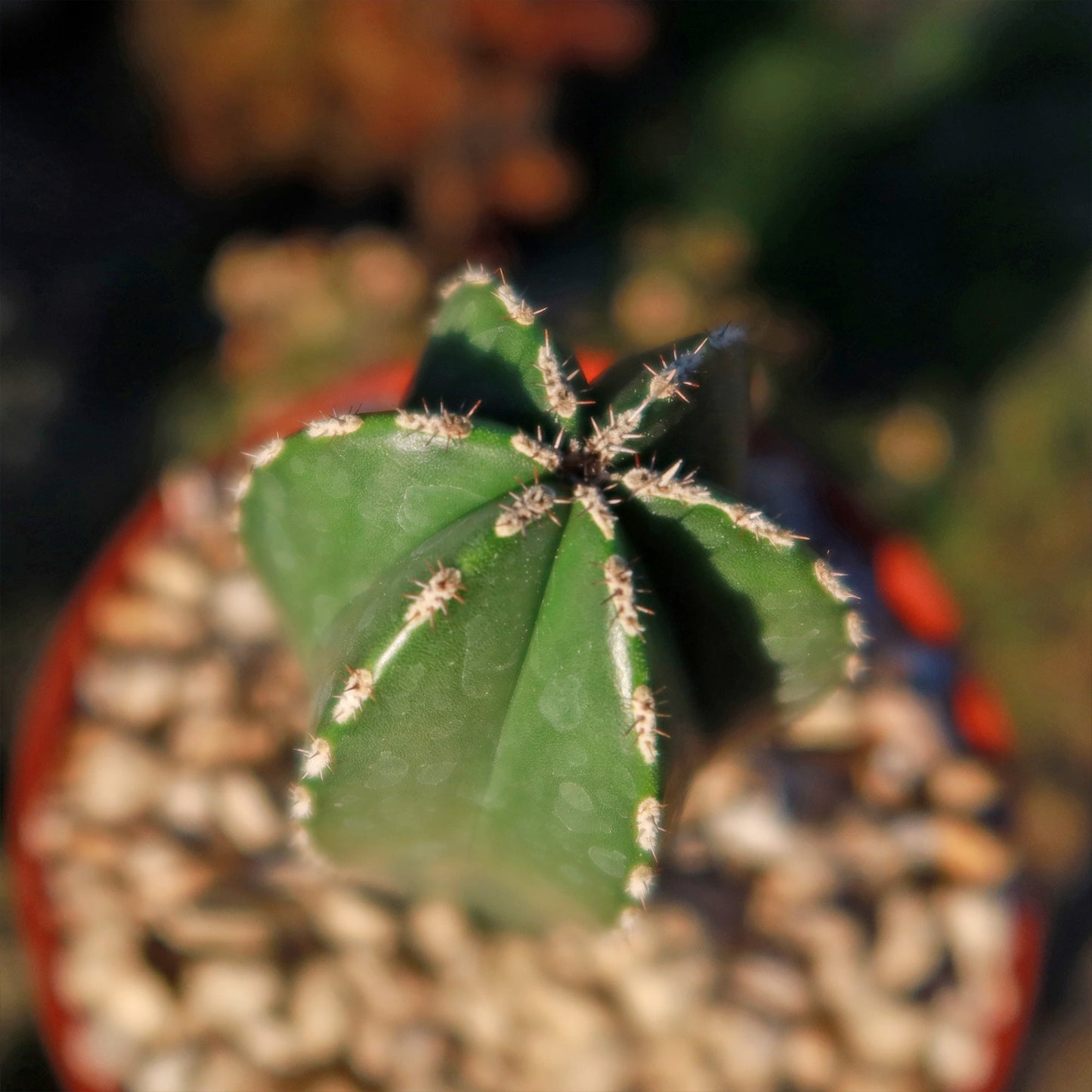 Mexican Fence Post Cactus 'Pachycereus marginatus'