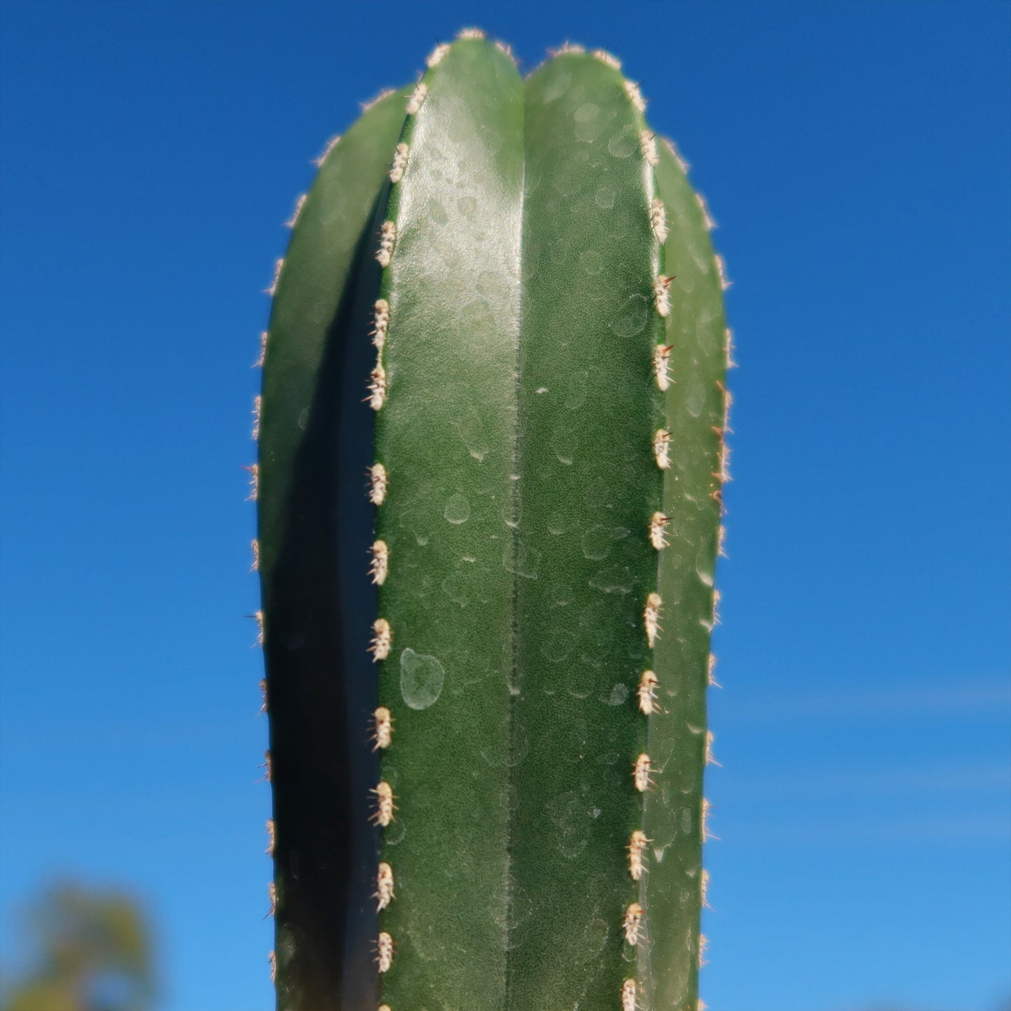 Mexican Fence Post Cactus 'Pachycereus marginatus'