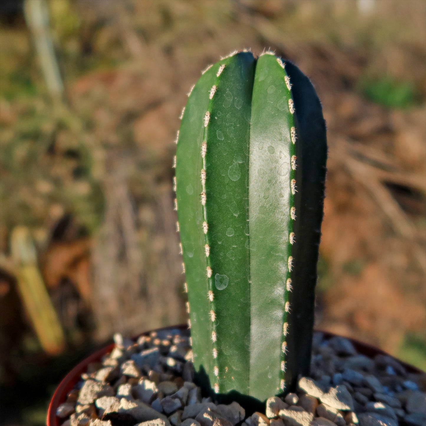 Mexican Fence Post Cactus 'Pachycereus marginatus'