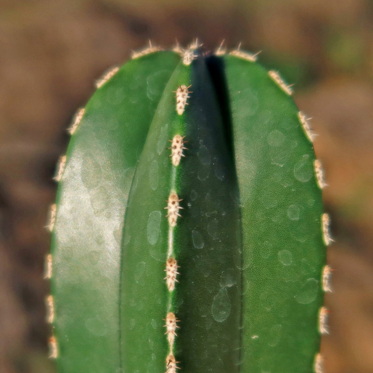 Mexican Fence Post Cactus 'Pachycereus marginatus'