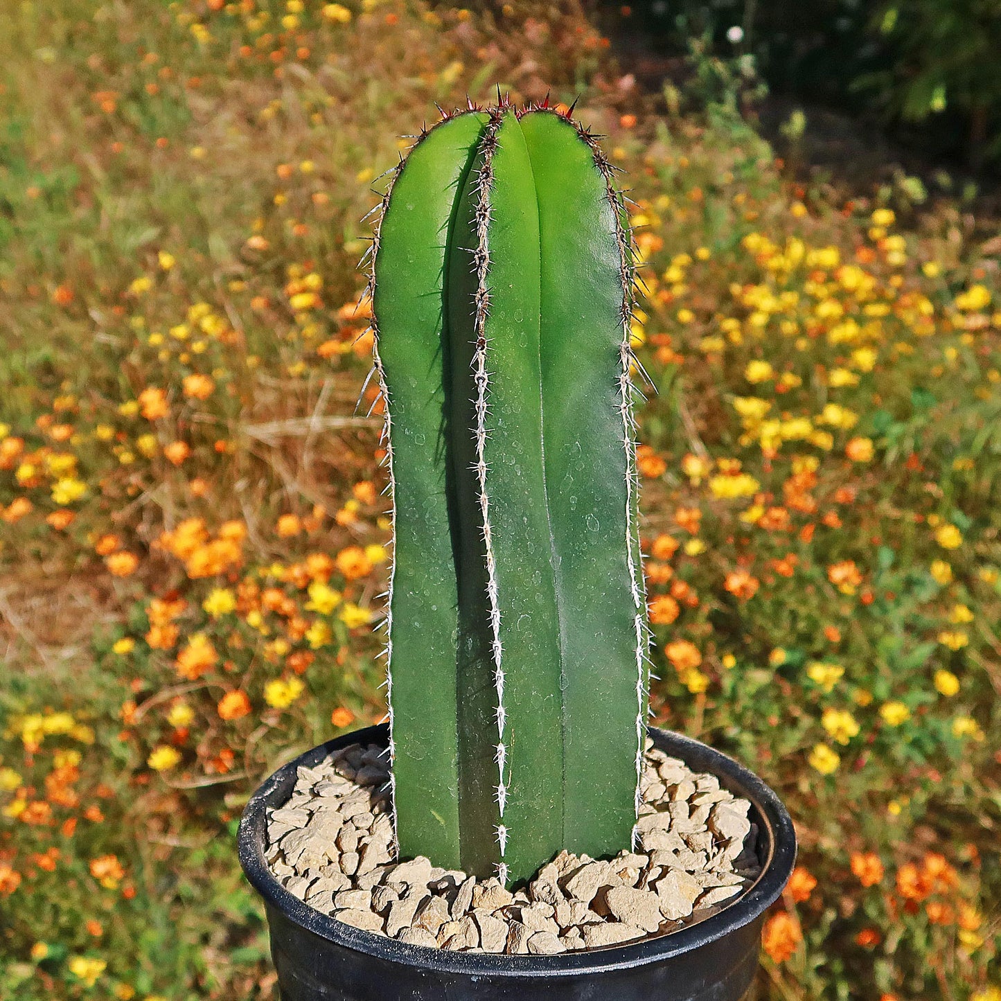 Mexican Fence Post Cactus 'Pachycereus marginatus'